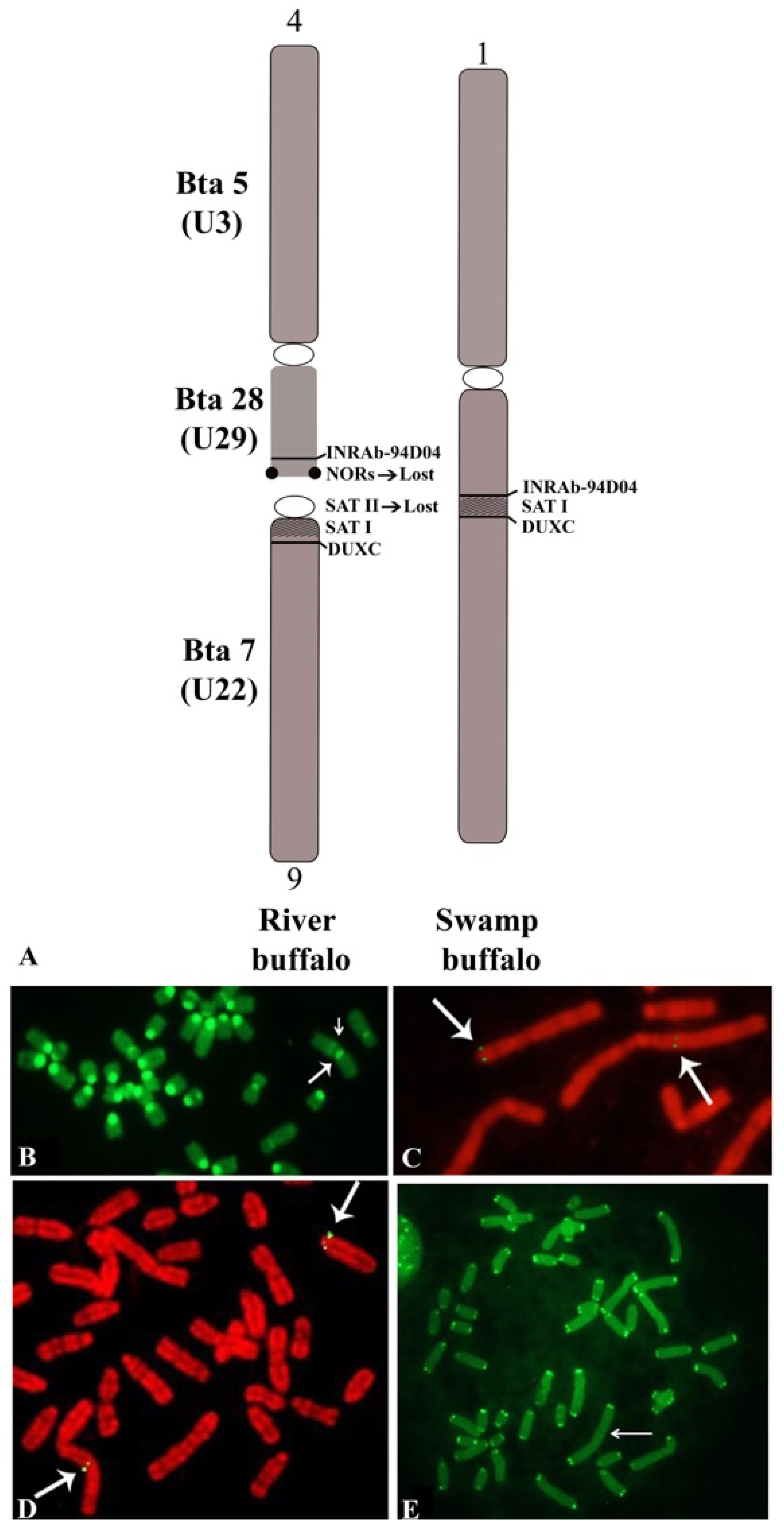 Animals 11 03109 g003