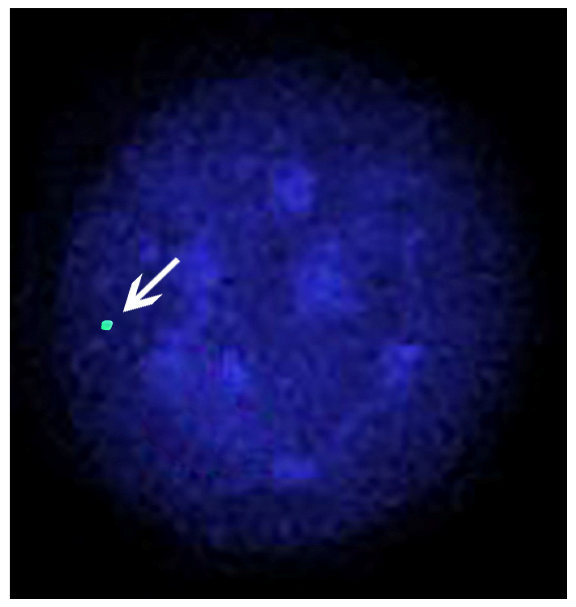 Animals 11 03109 g006