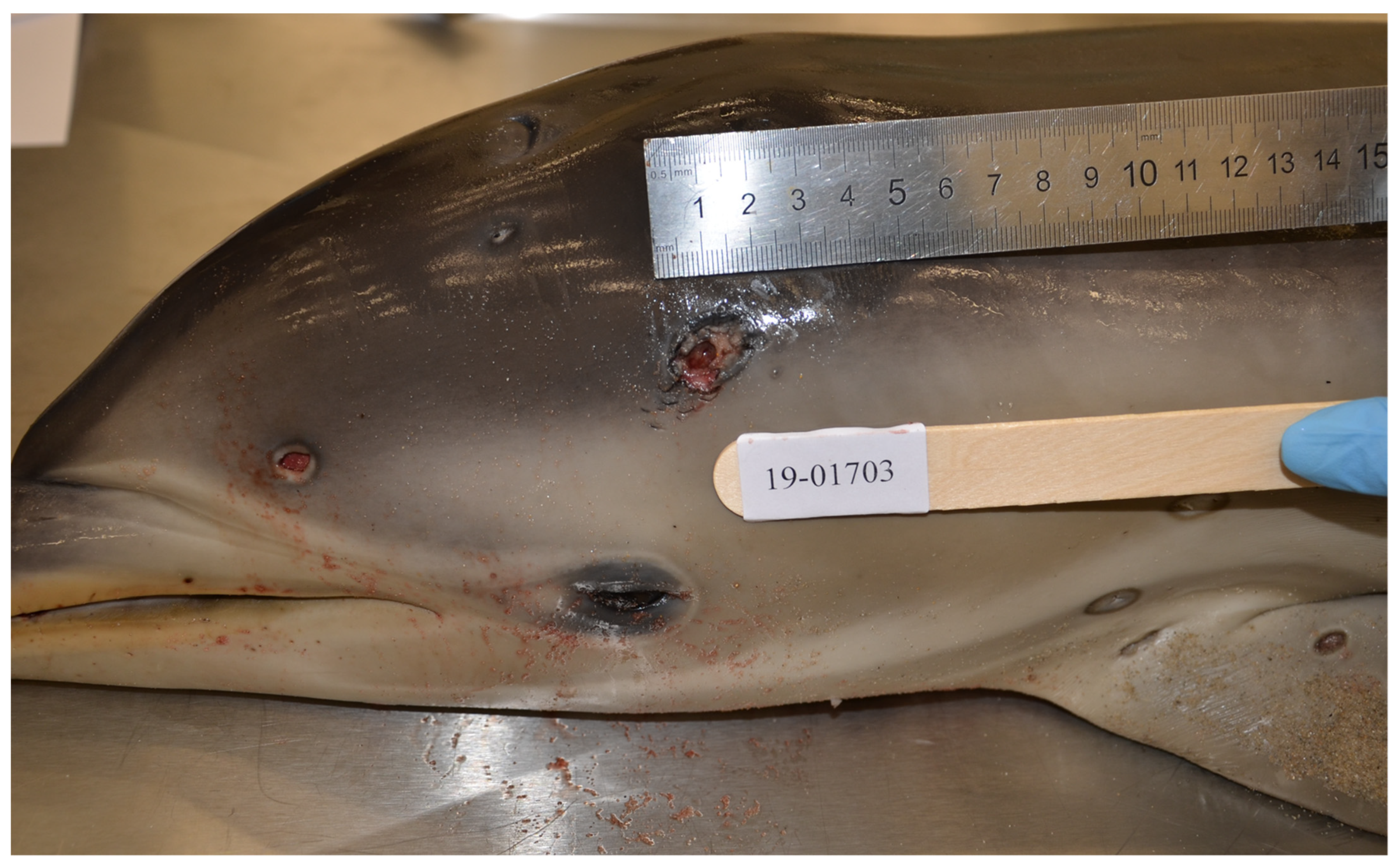 Animals 11 03123 g001