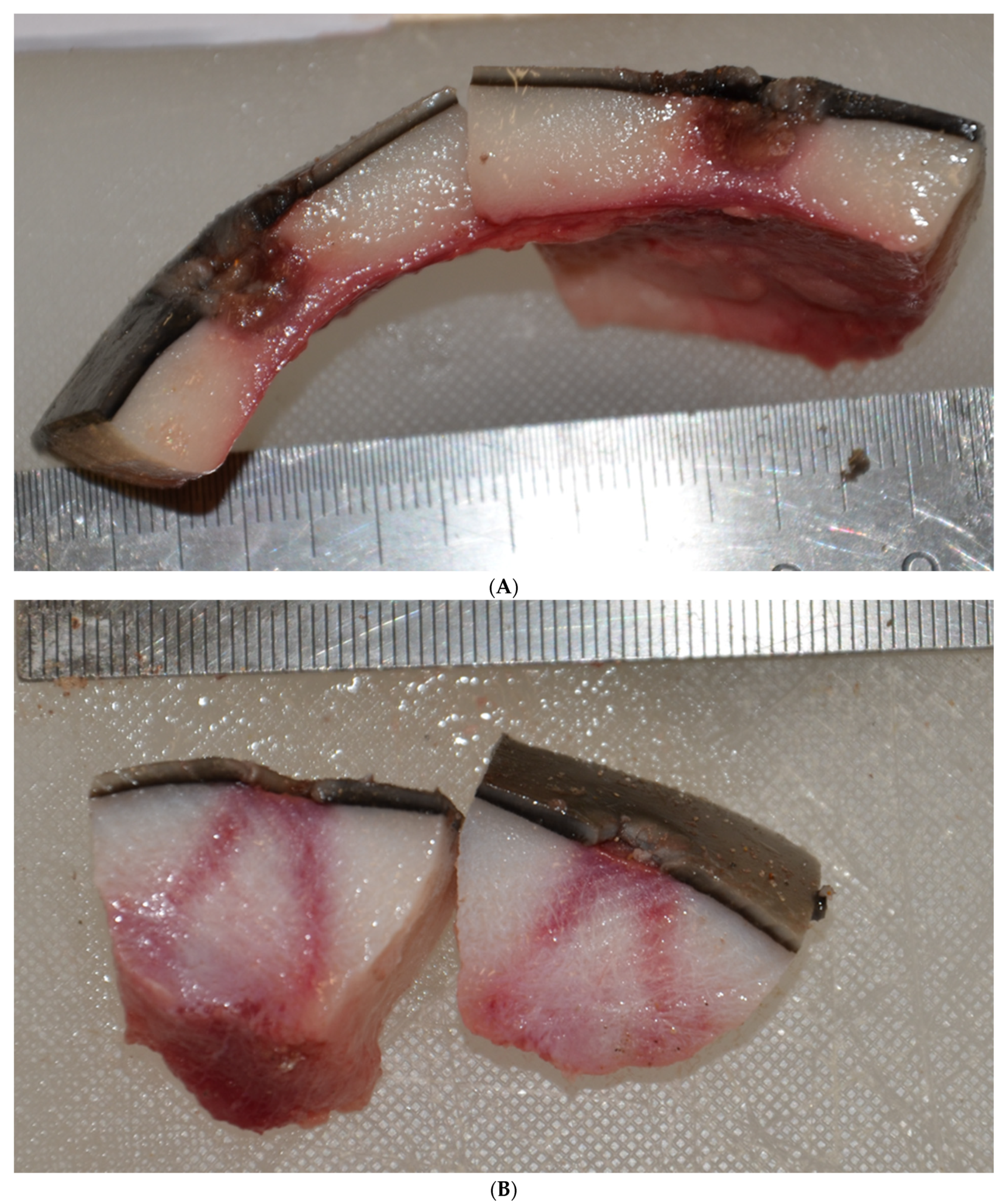 Animals 11 03123 g002