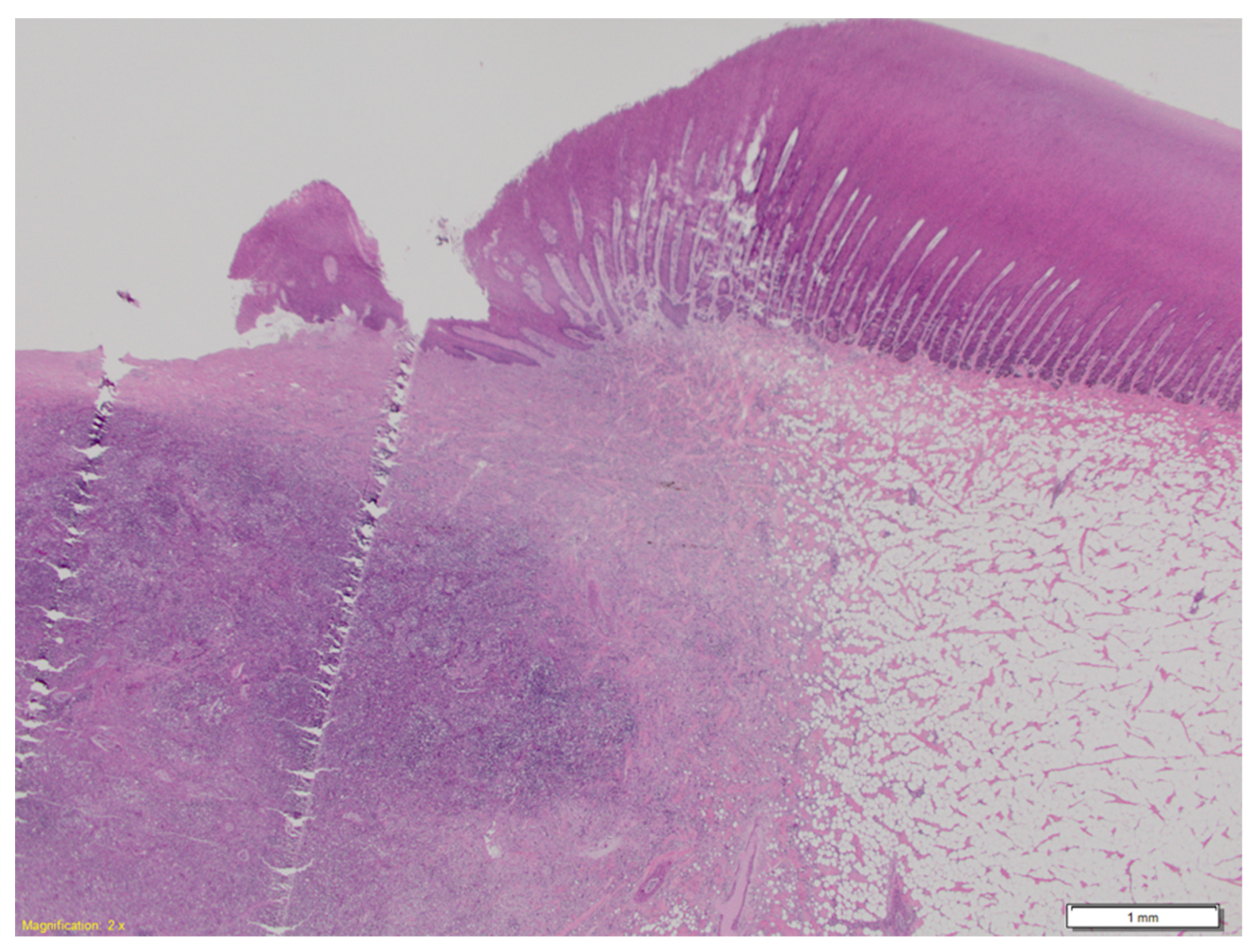 Animals 11 03123 g003