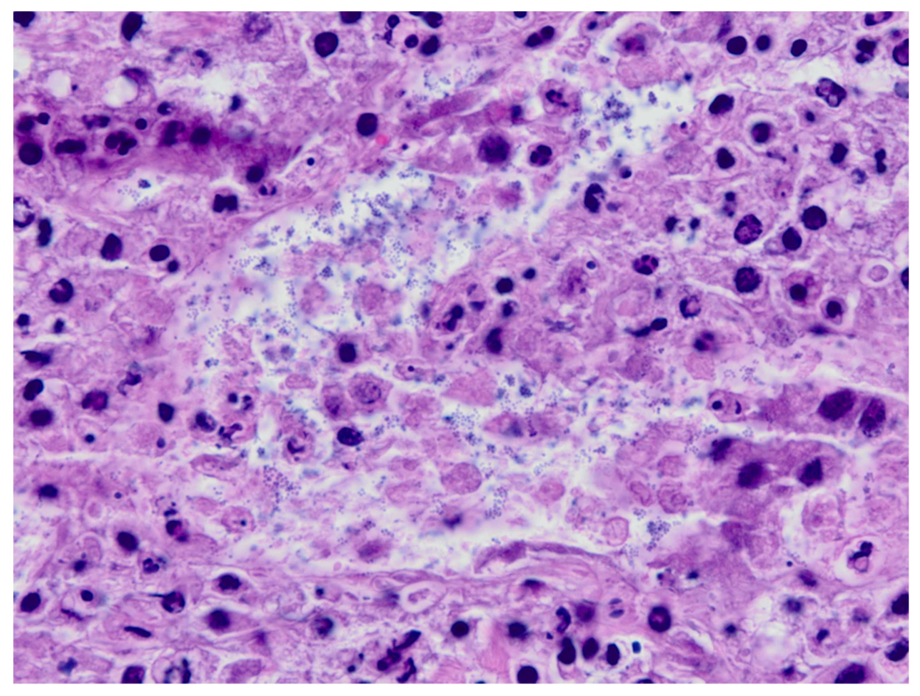 Animals 11 03123 g004