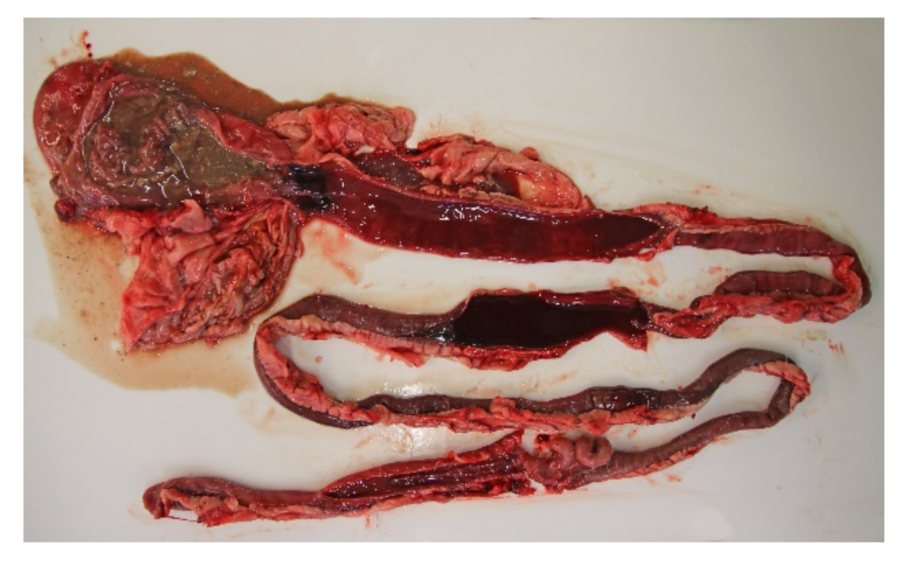 Animals 11 03201 g003