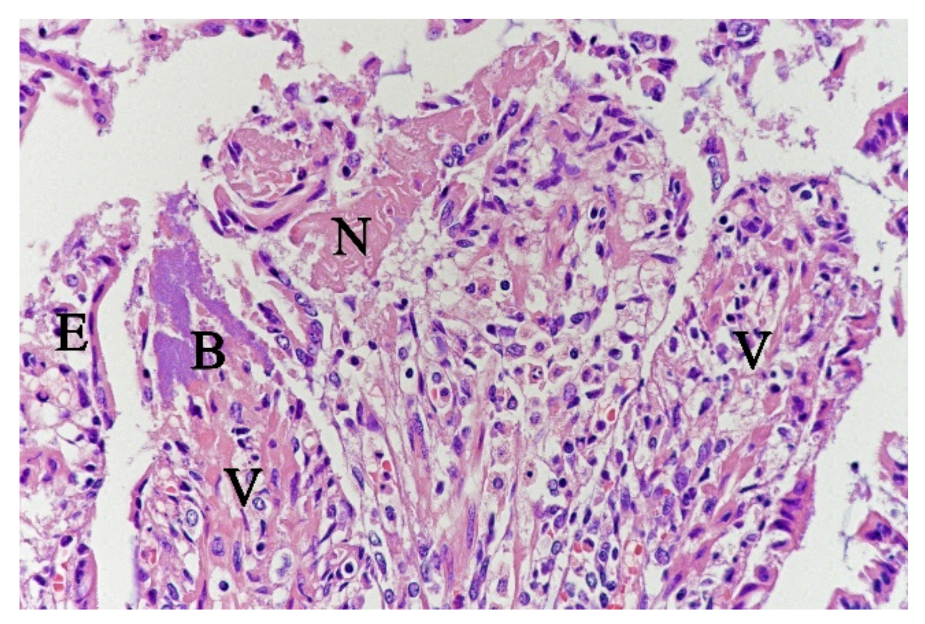 Animals 11 03201 g004