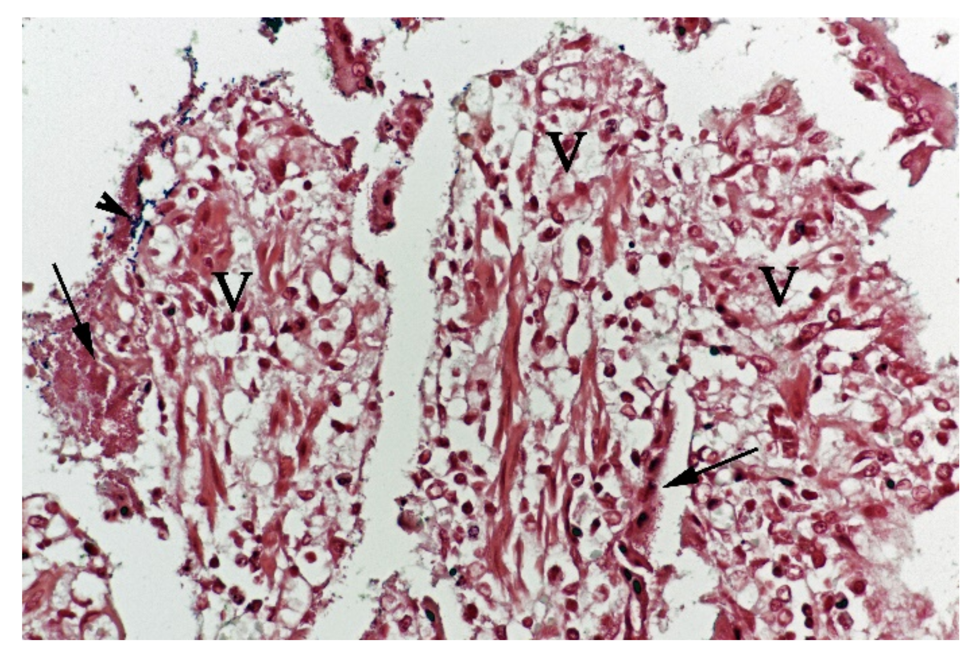 Animals 11 03201 g005