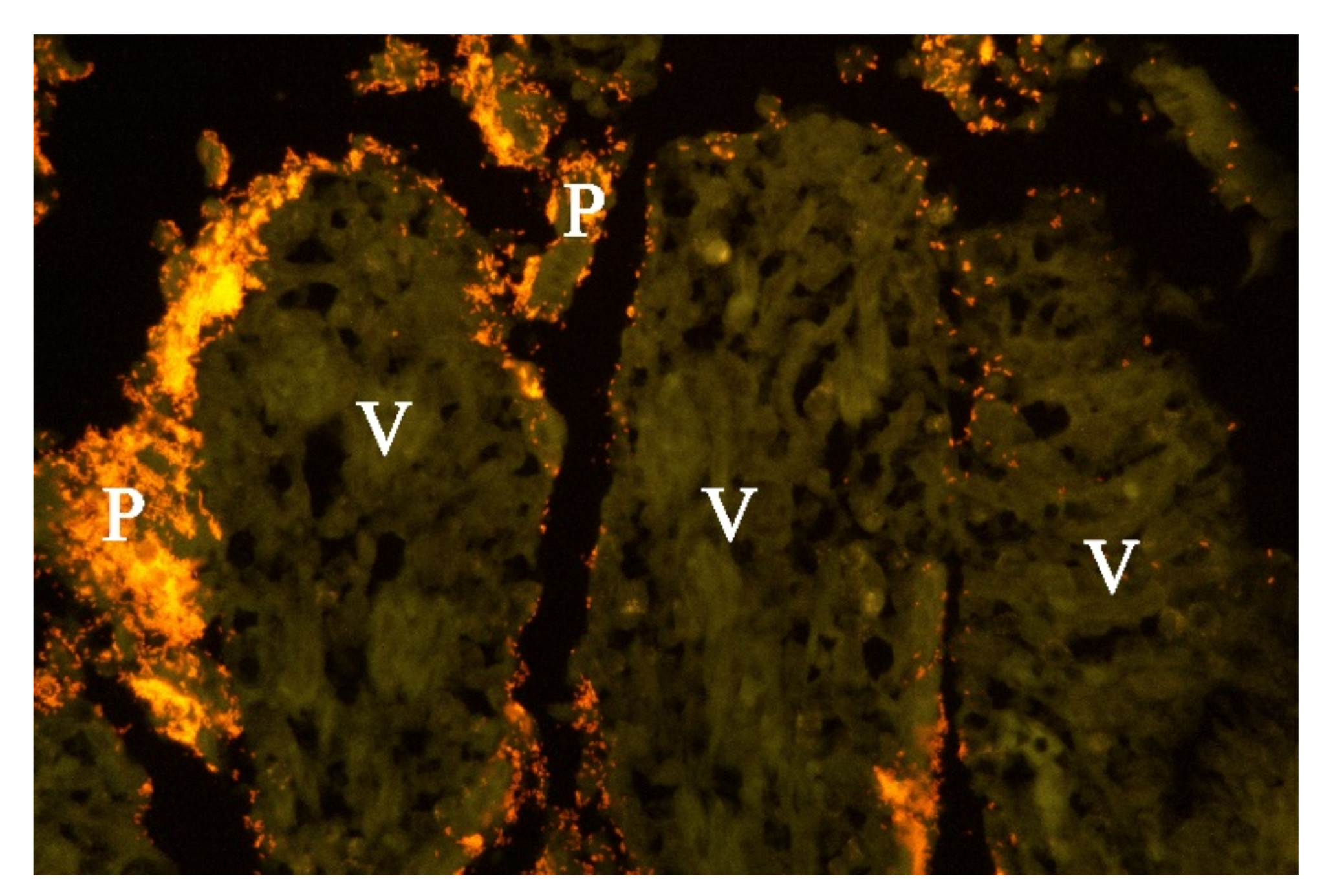 Animals 11 03201 g006