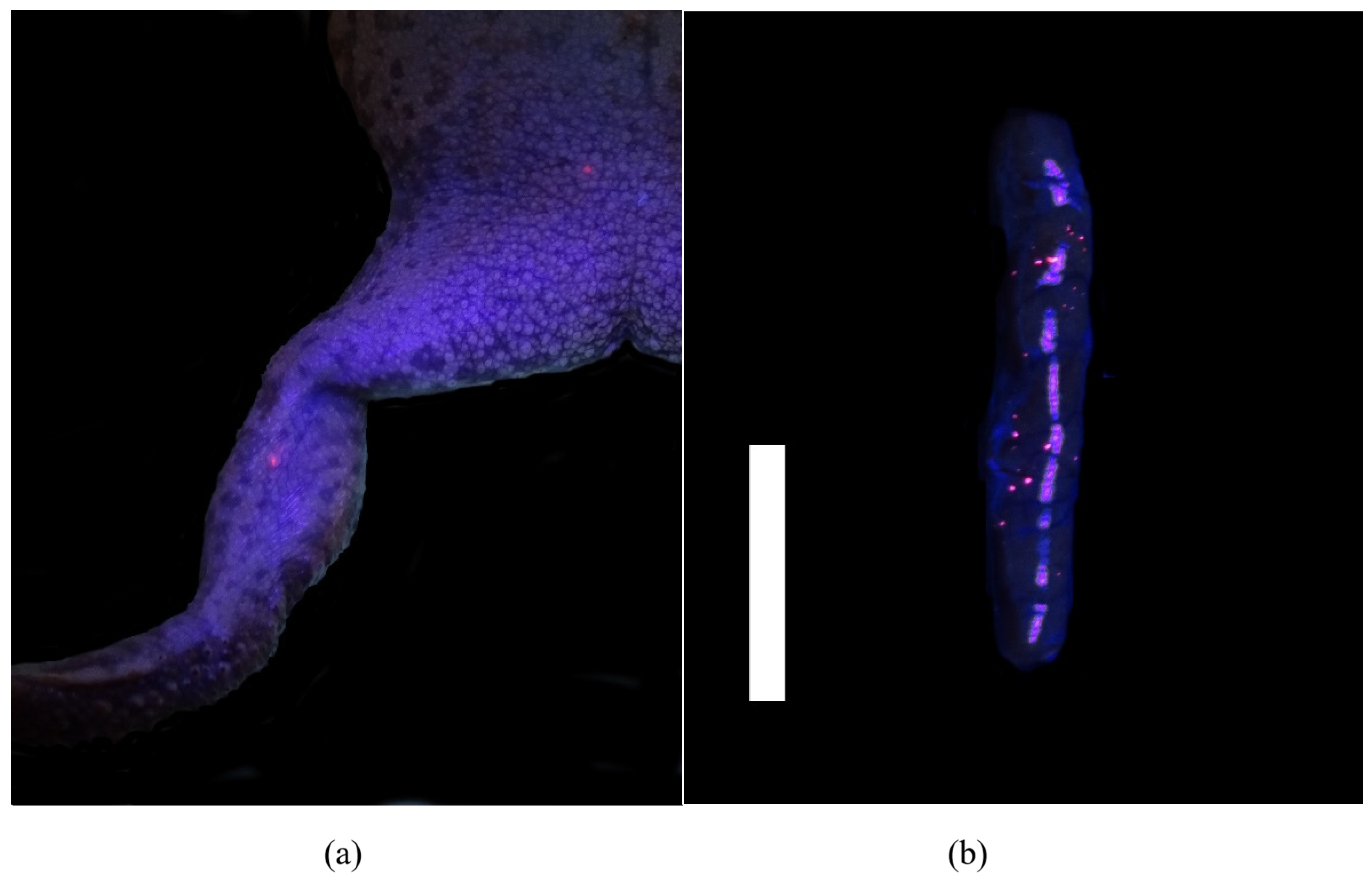 Animals 11 03255 g001