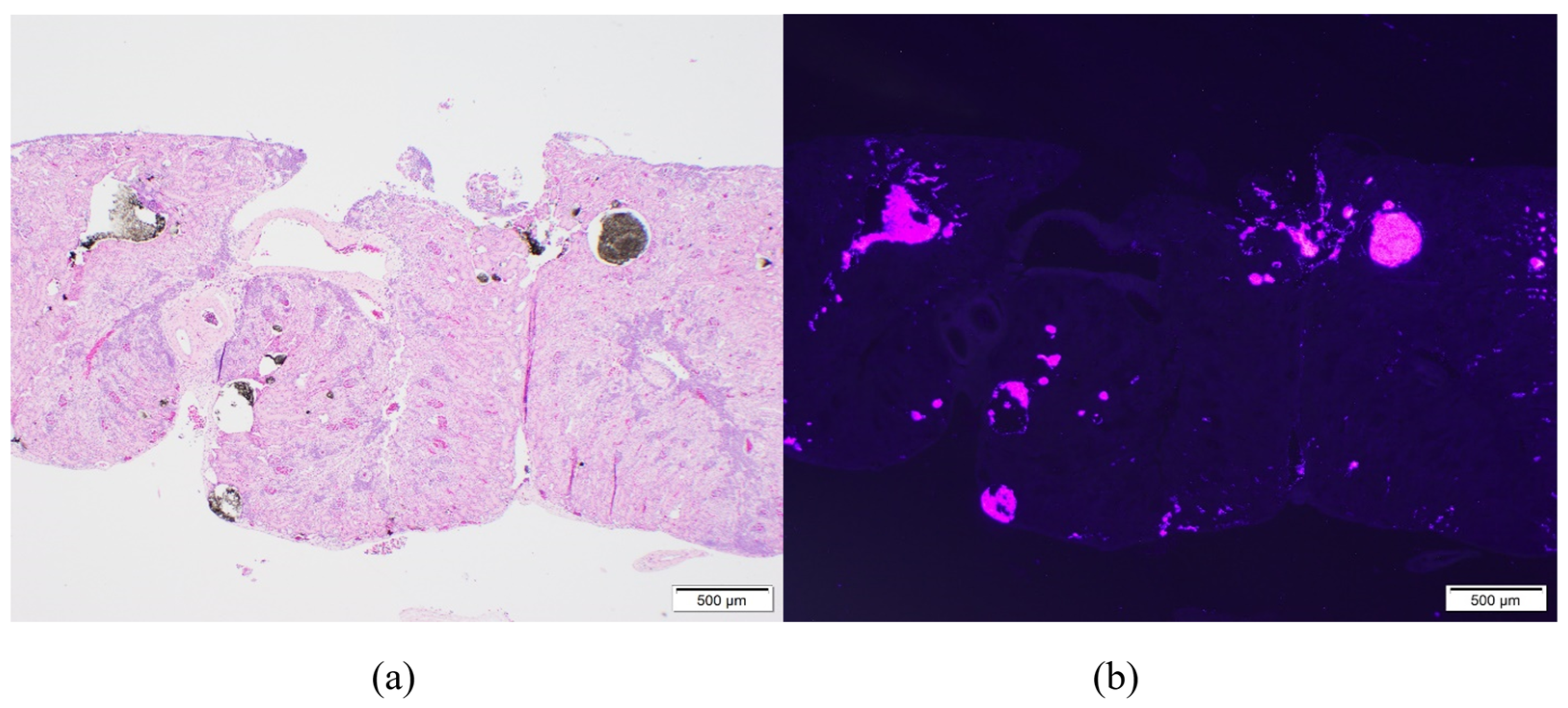 Animals 11 03255 g002