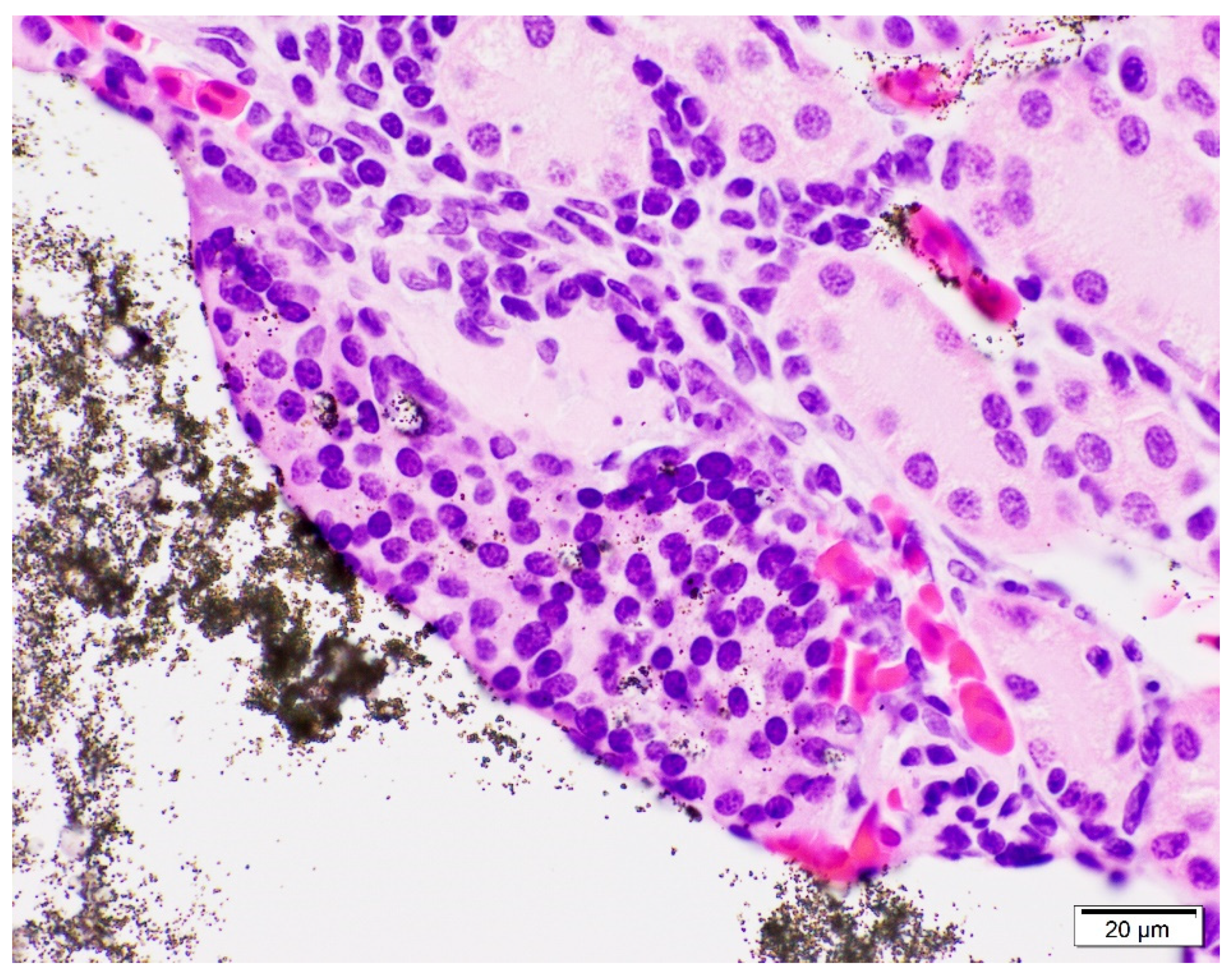 Animals 11 03255 g003