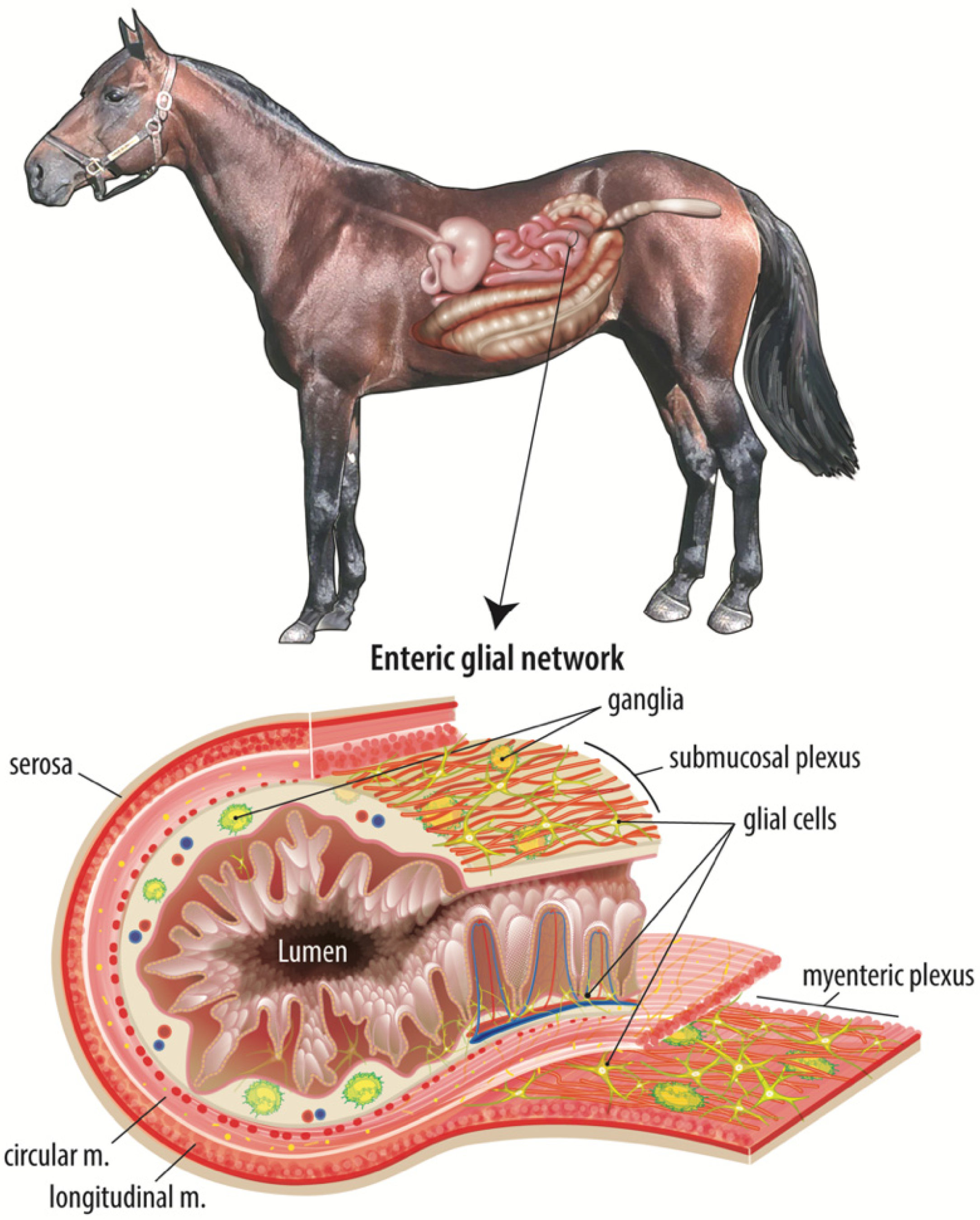 Animals 11 03337 g001