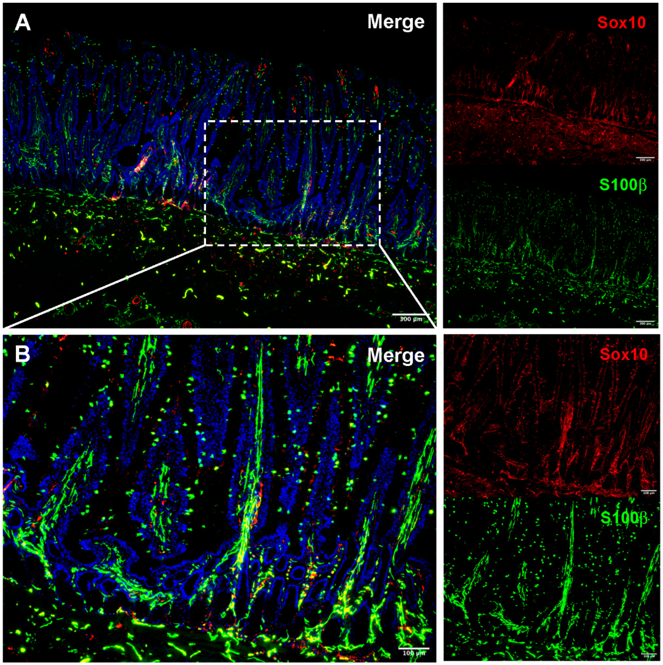 Animals 11 03337 g002