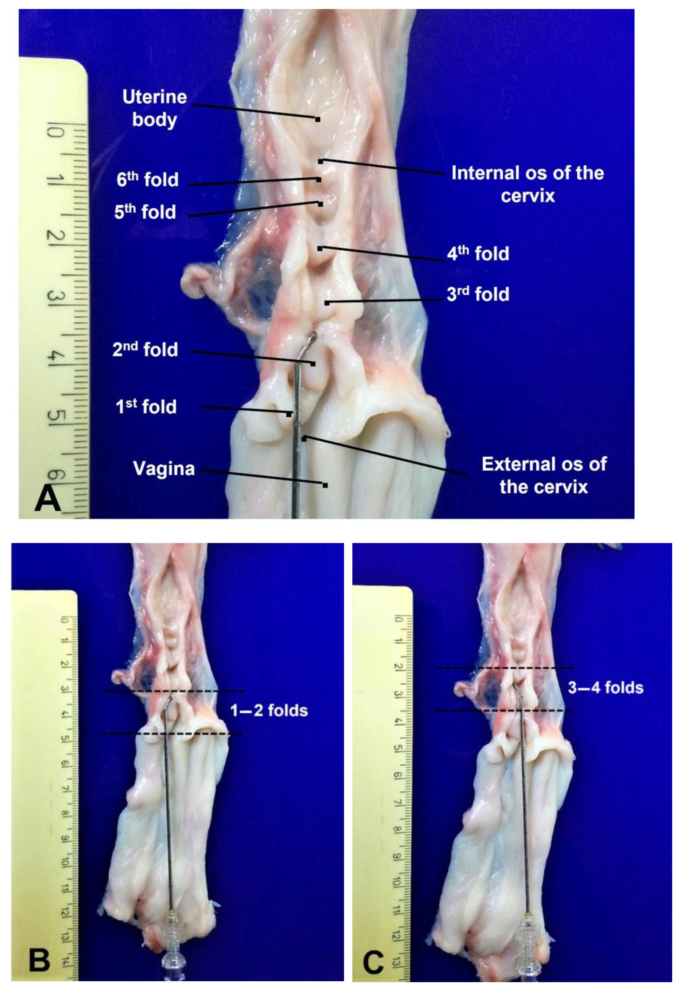 Animals 11 03348 g003a