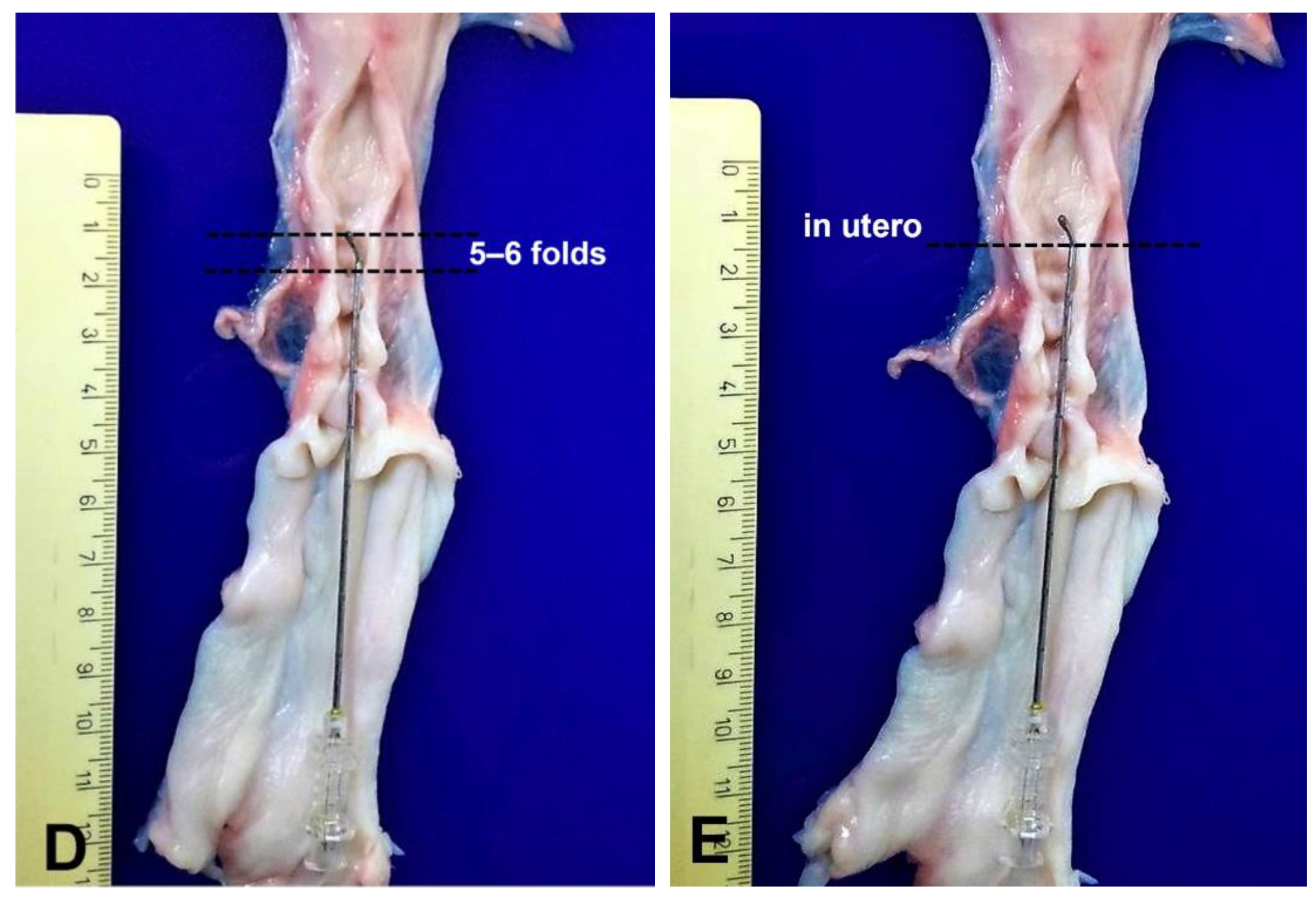 Animals 11 03348 g003b