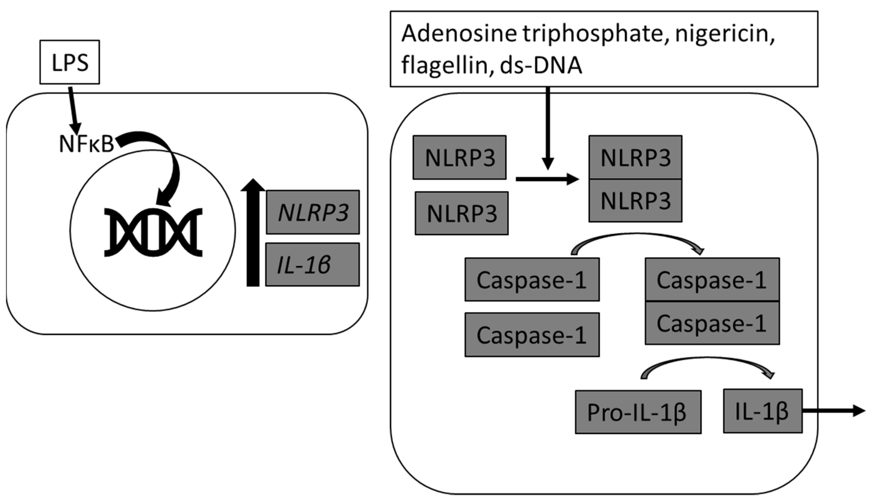 Animals 11 03362 g001