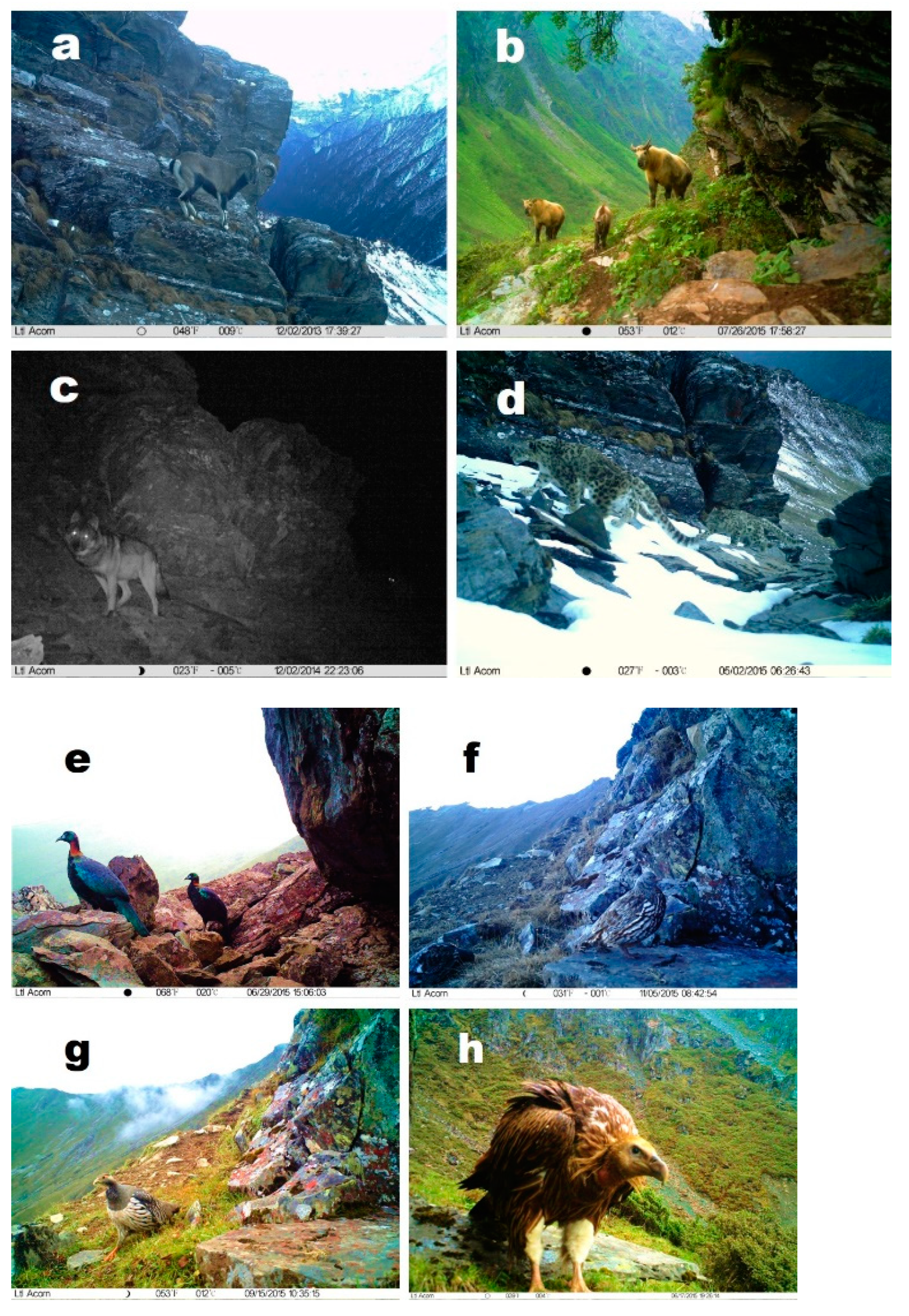 Animals 11 03377 g002