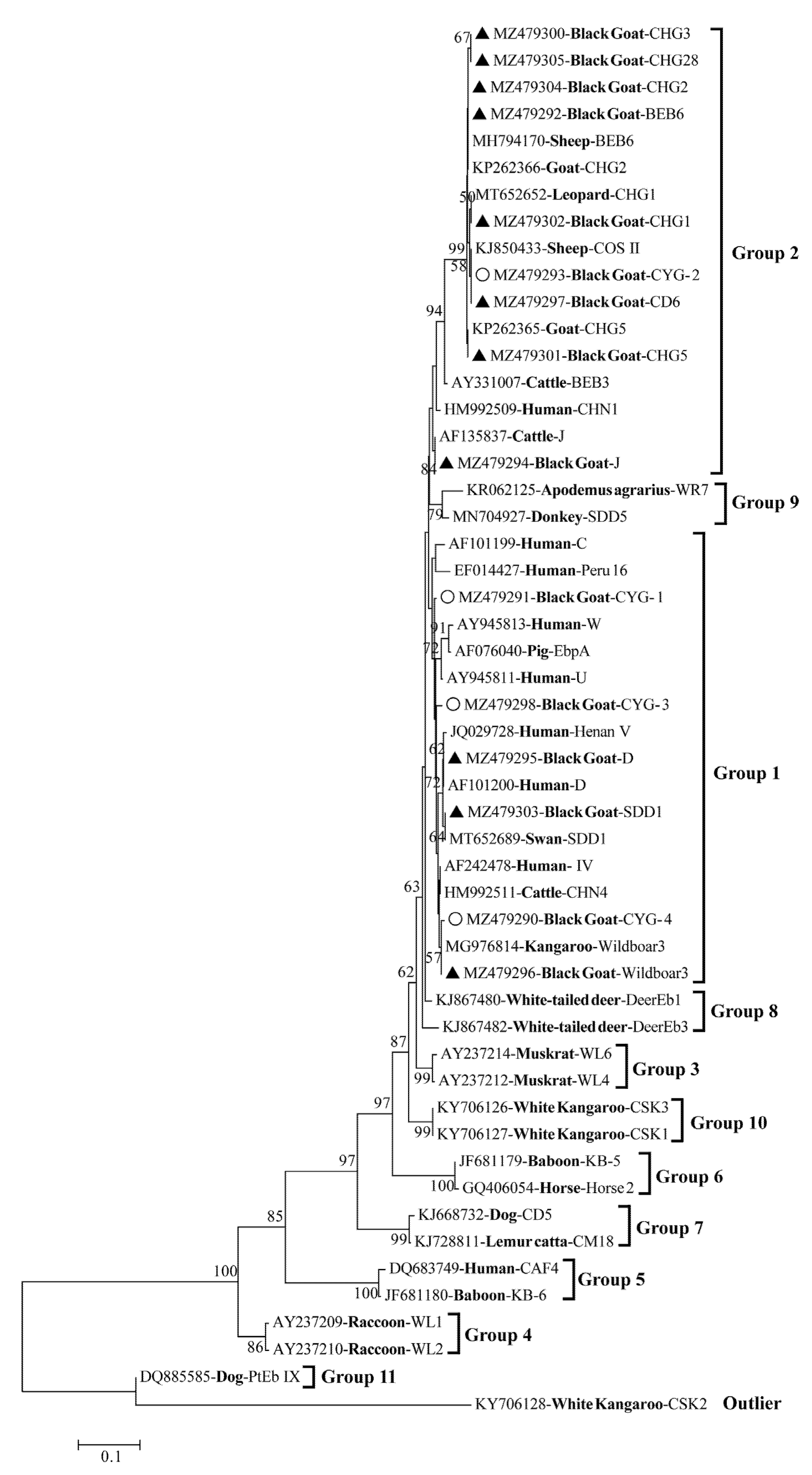 Animals 11 03387 g001