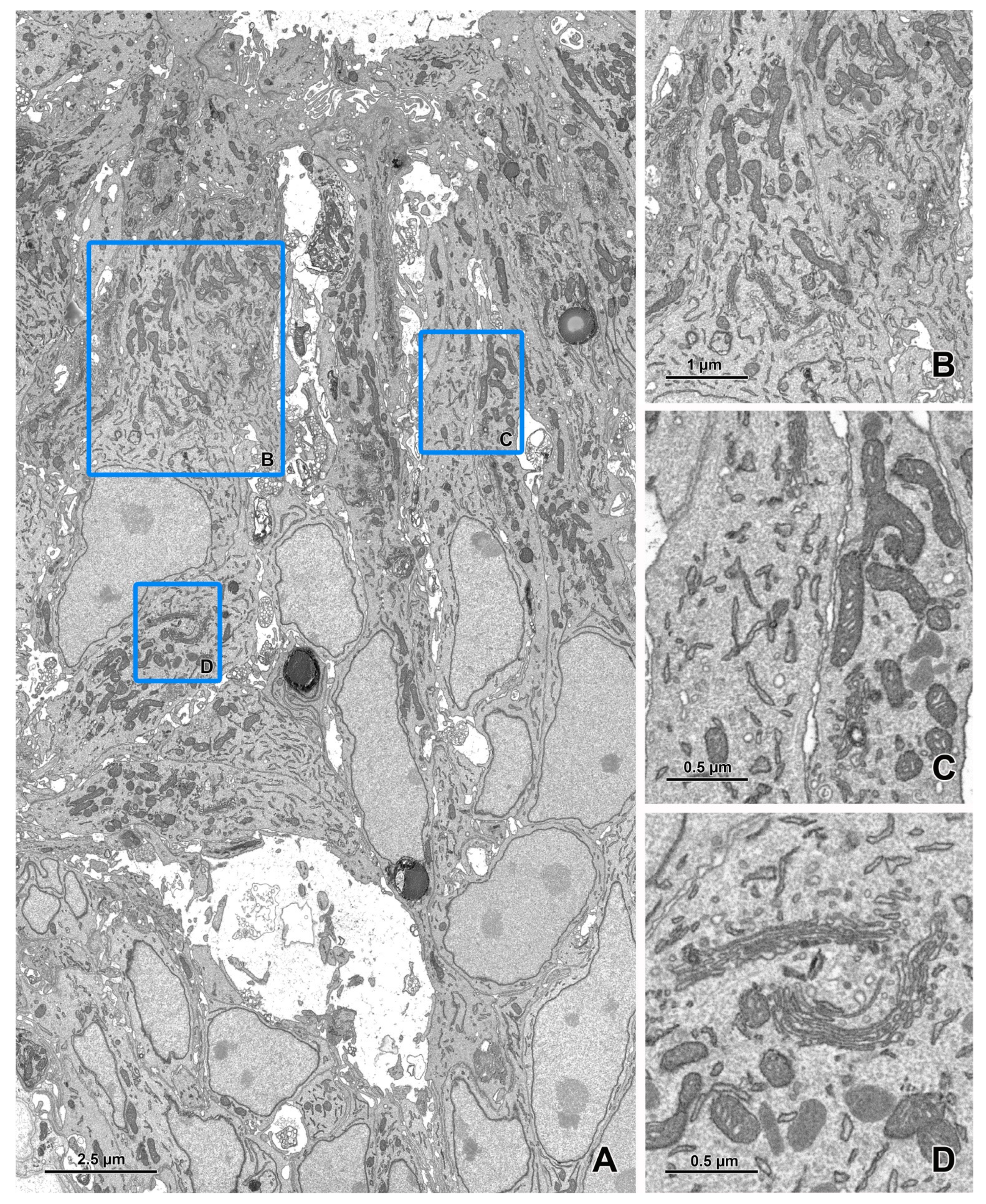 Animals 11 03390 g005