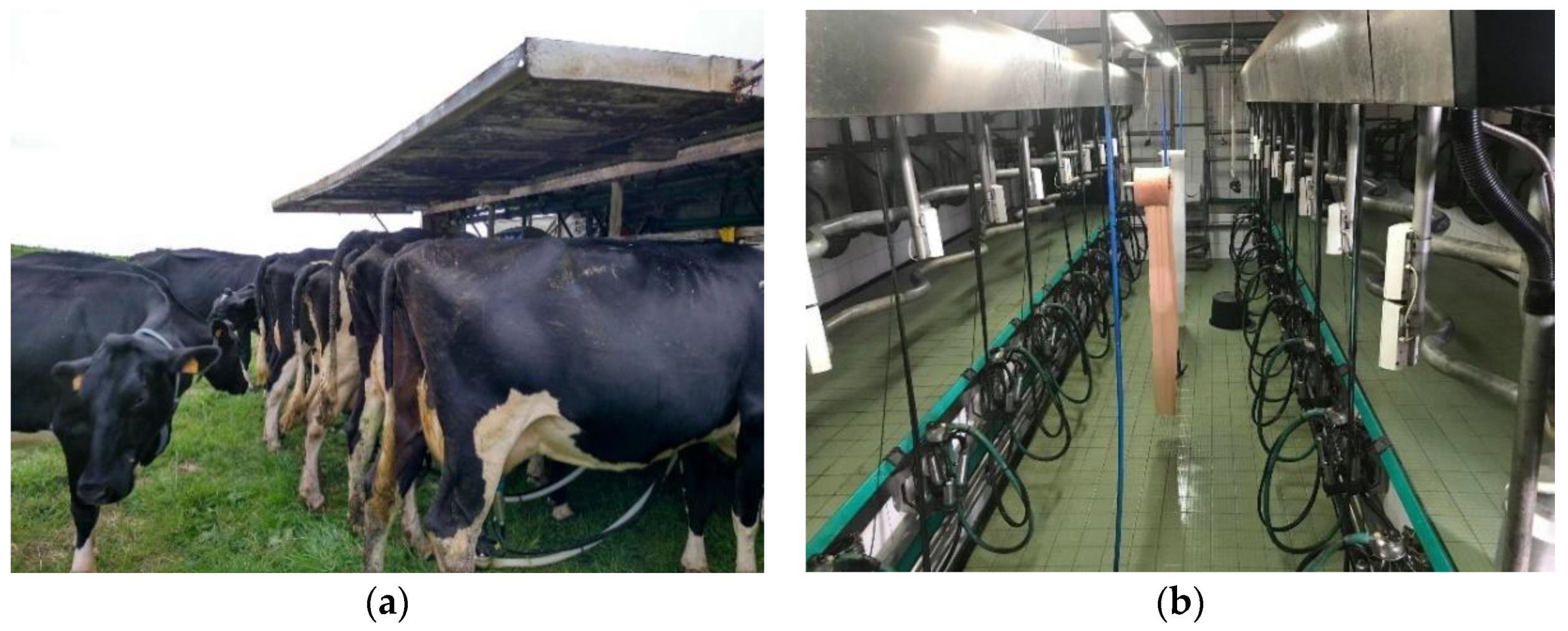 Animals 11 03394 g001