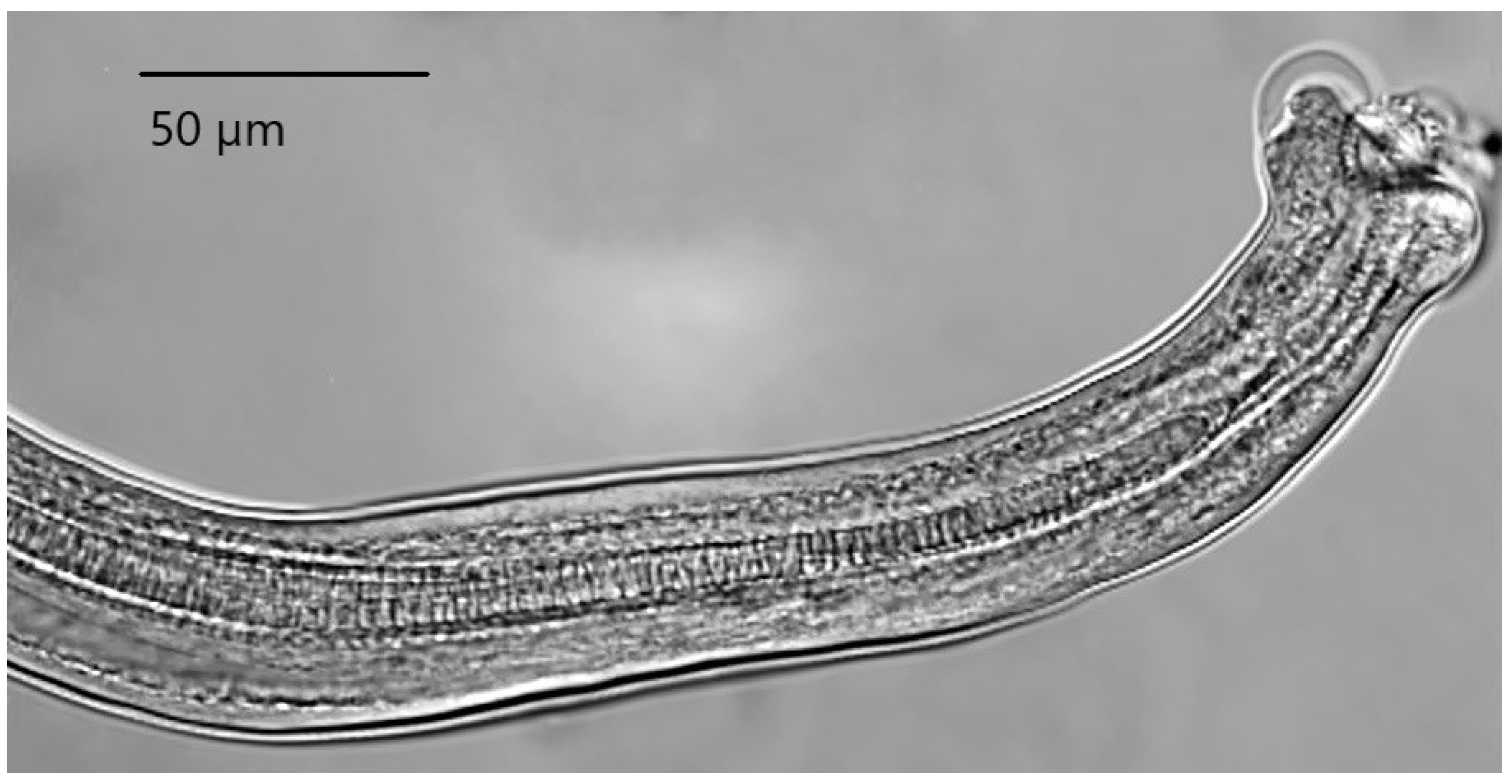 Animals 11 03396 g001