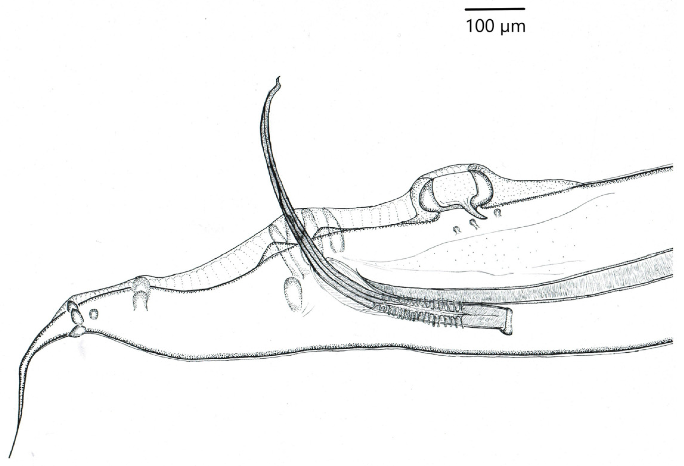 Animals 11 03396 g003