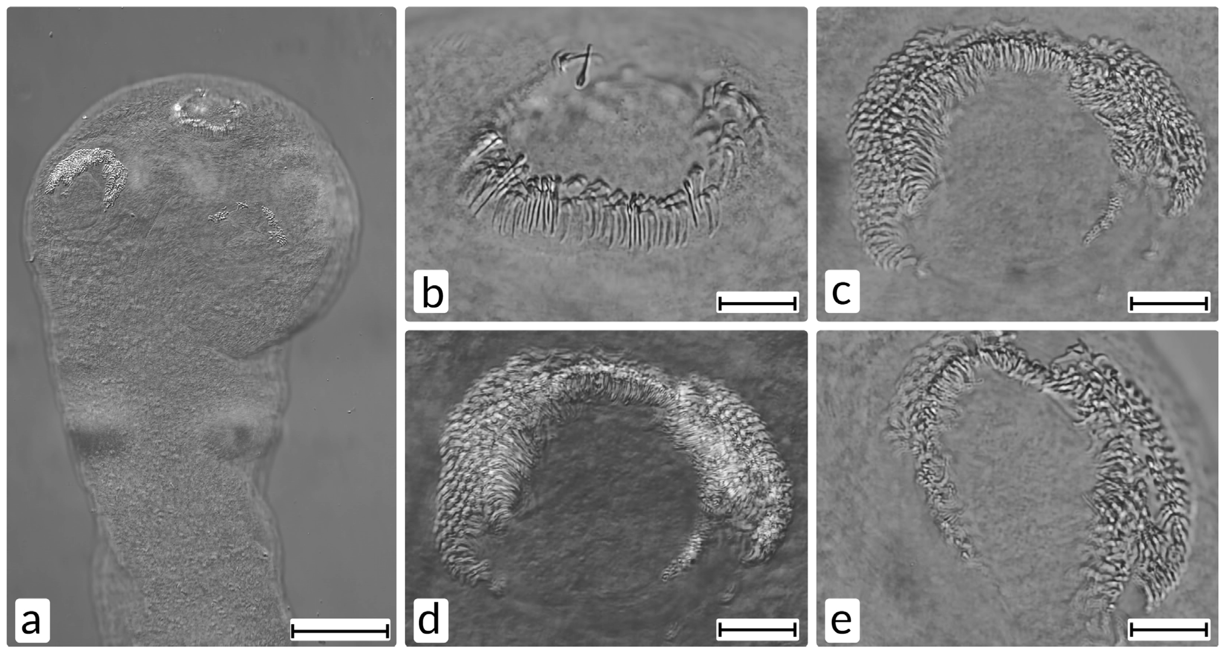 Animals 11 03396 g004