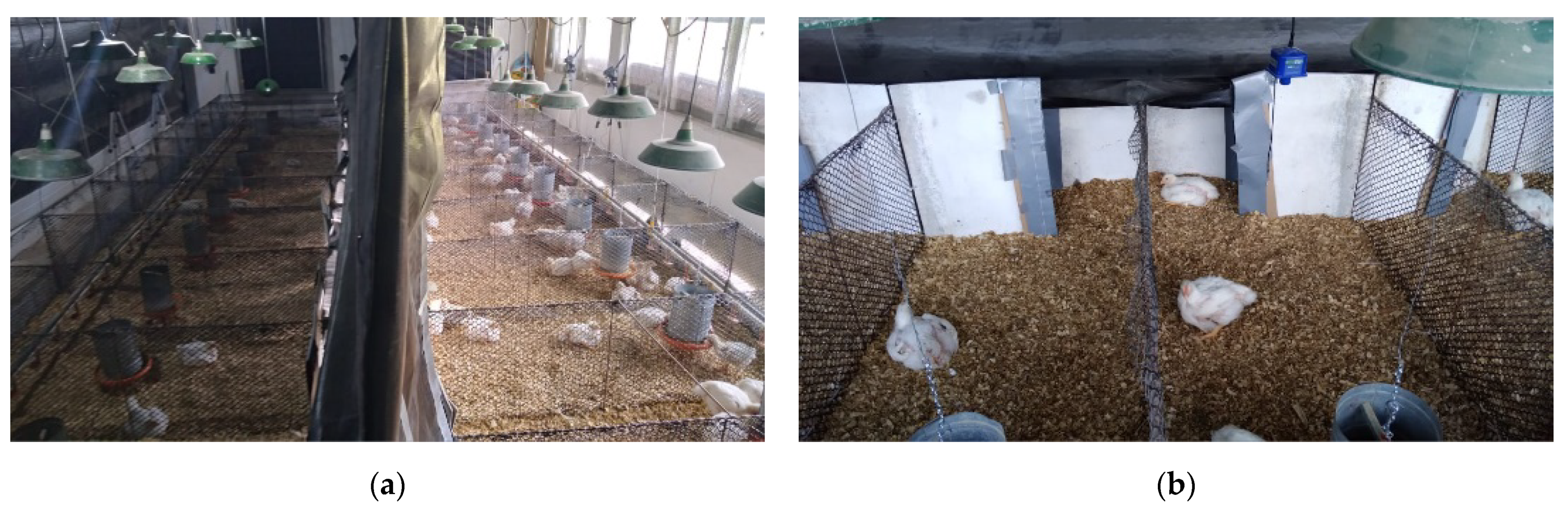 Animals 11 03397 g002