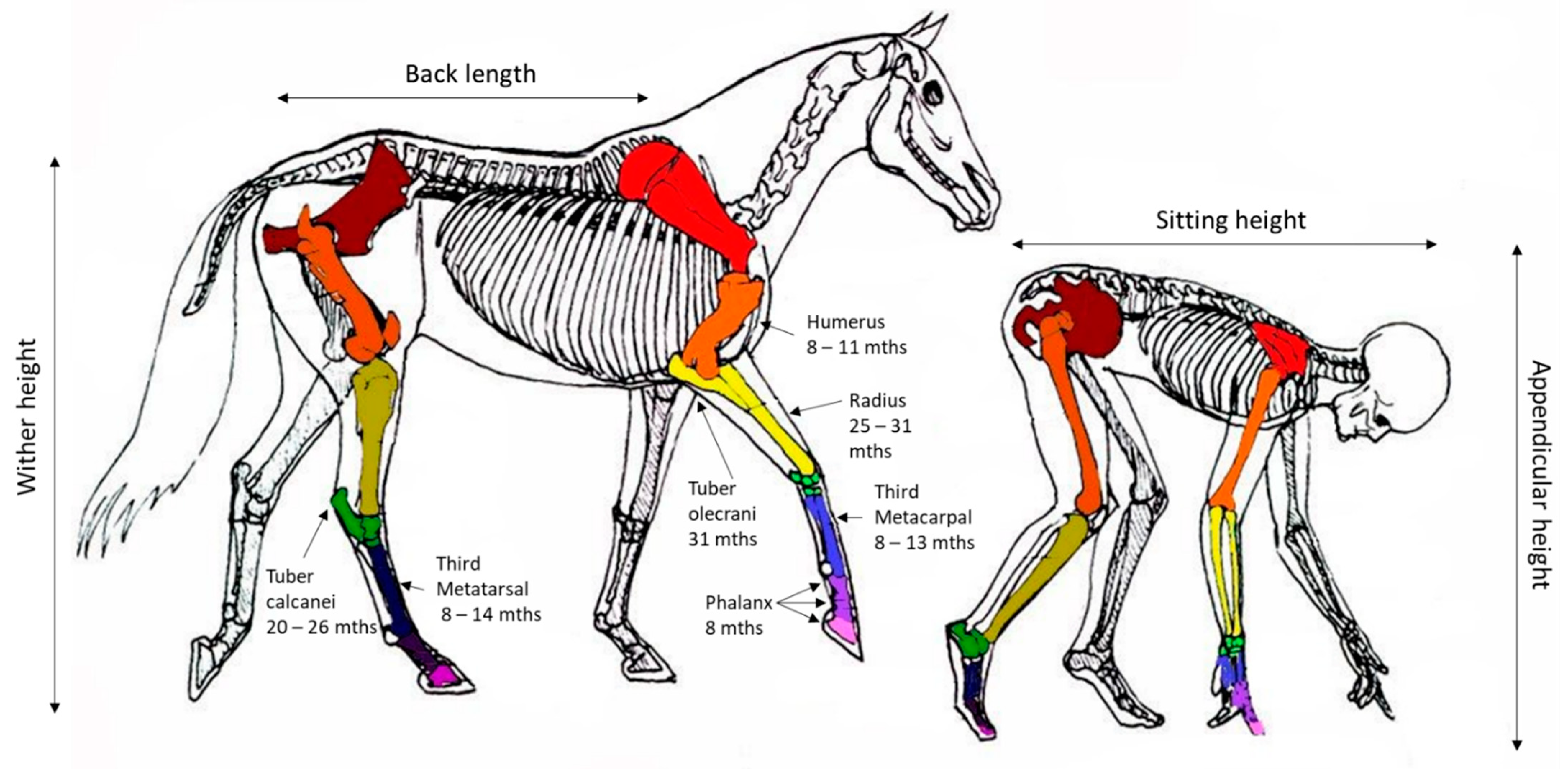 Animals 11 03402 g002