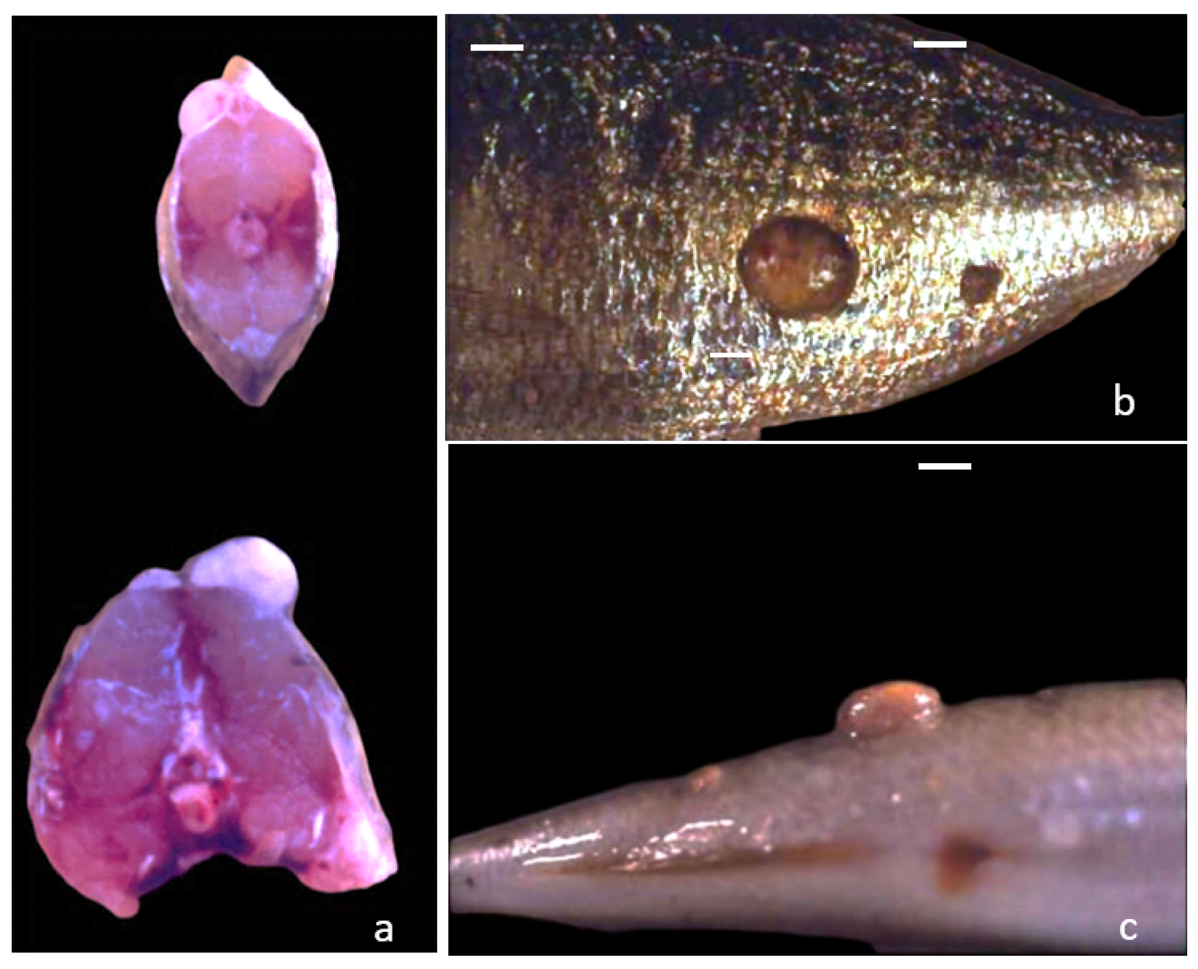 Animals 11 03413 g001