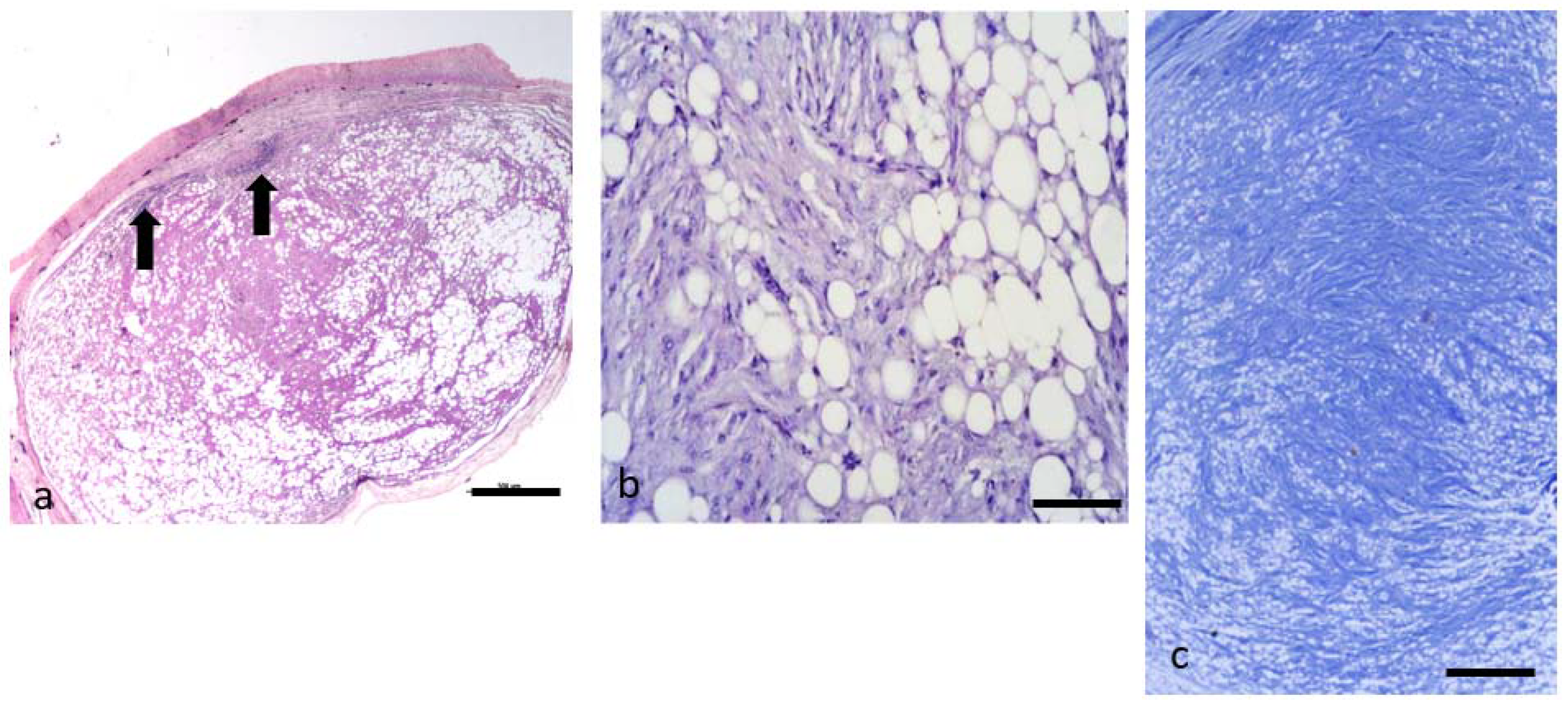 Animals 11 03413 g003