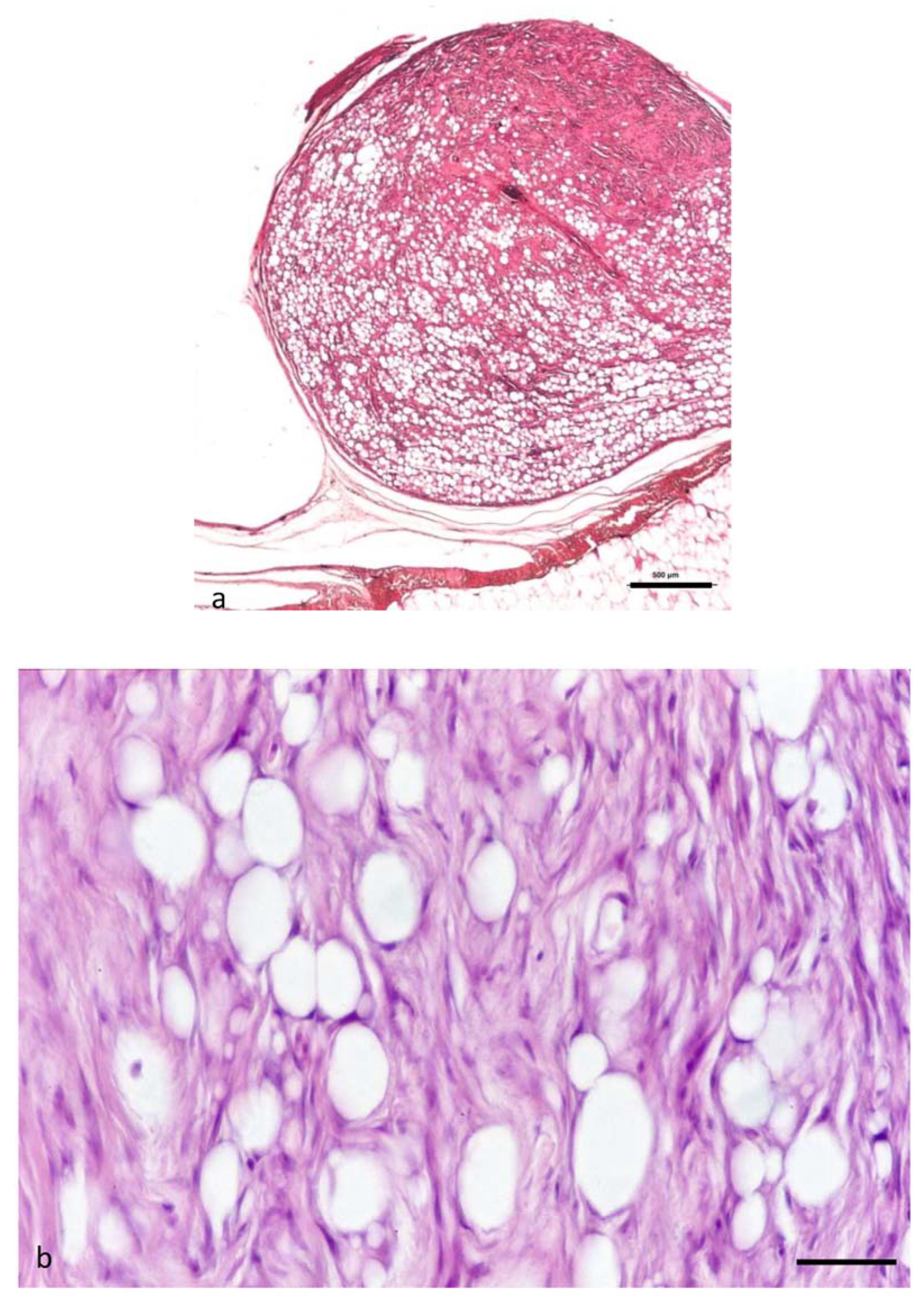 Animals 11 03413 g004