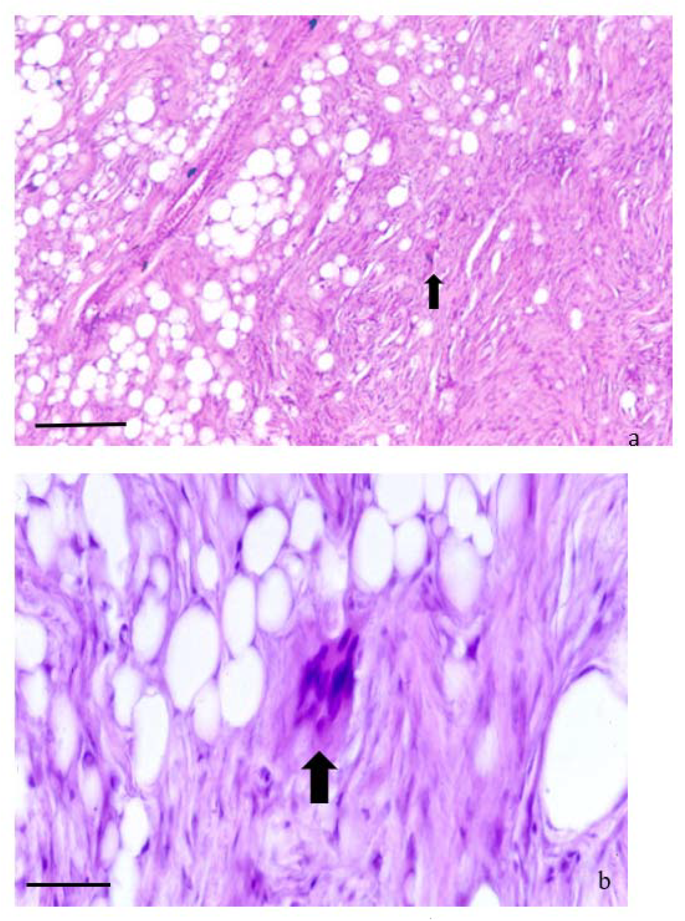 Animals 11 03413 g005