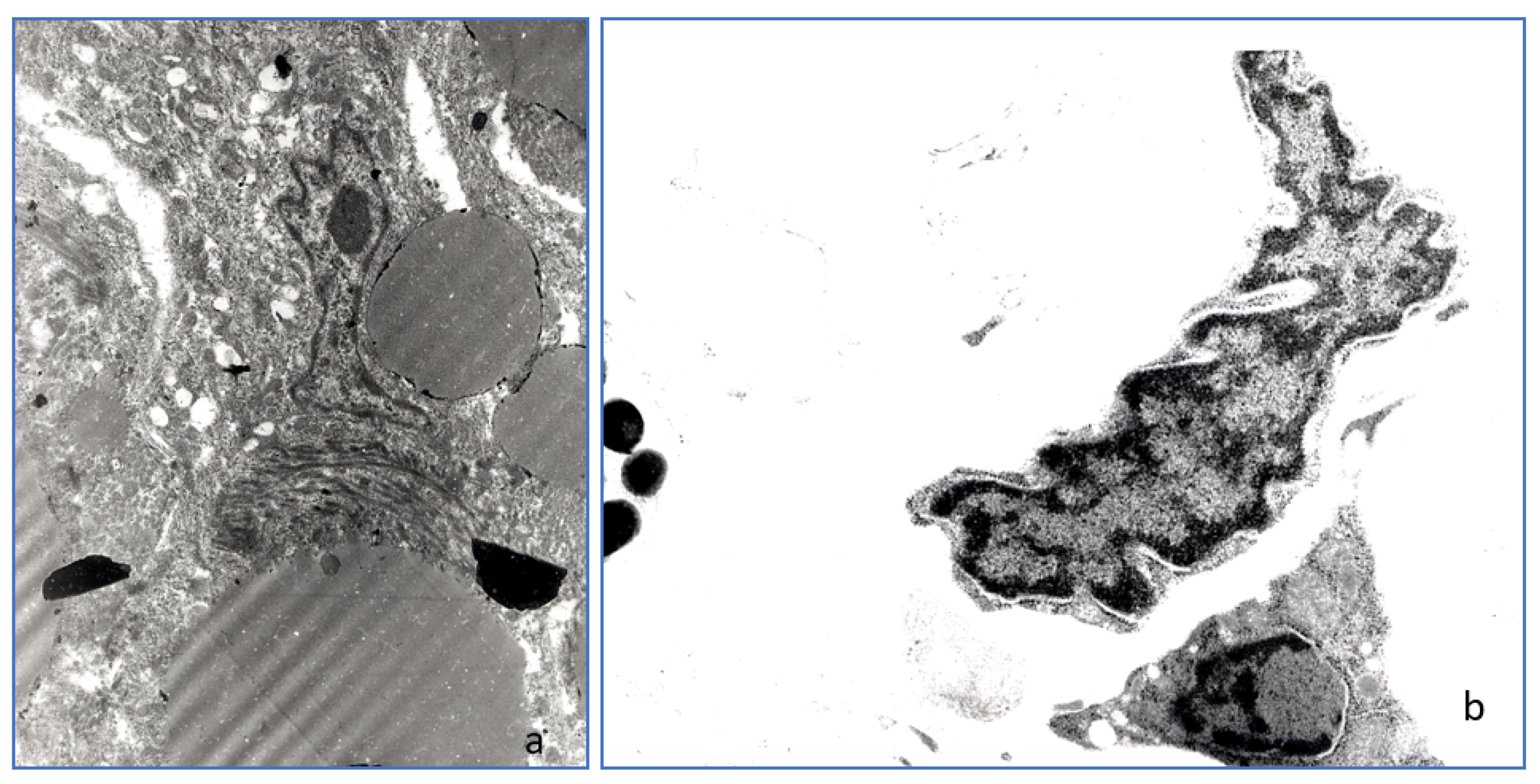 Animals 11 03413 g006