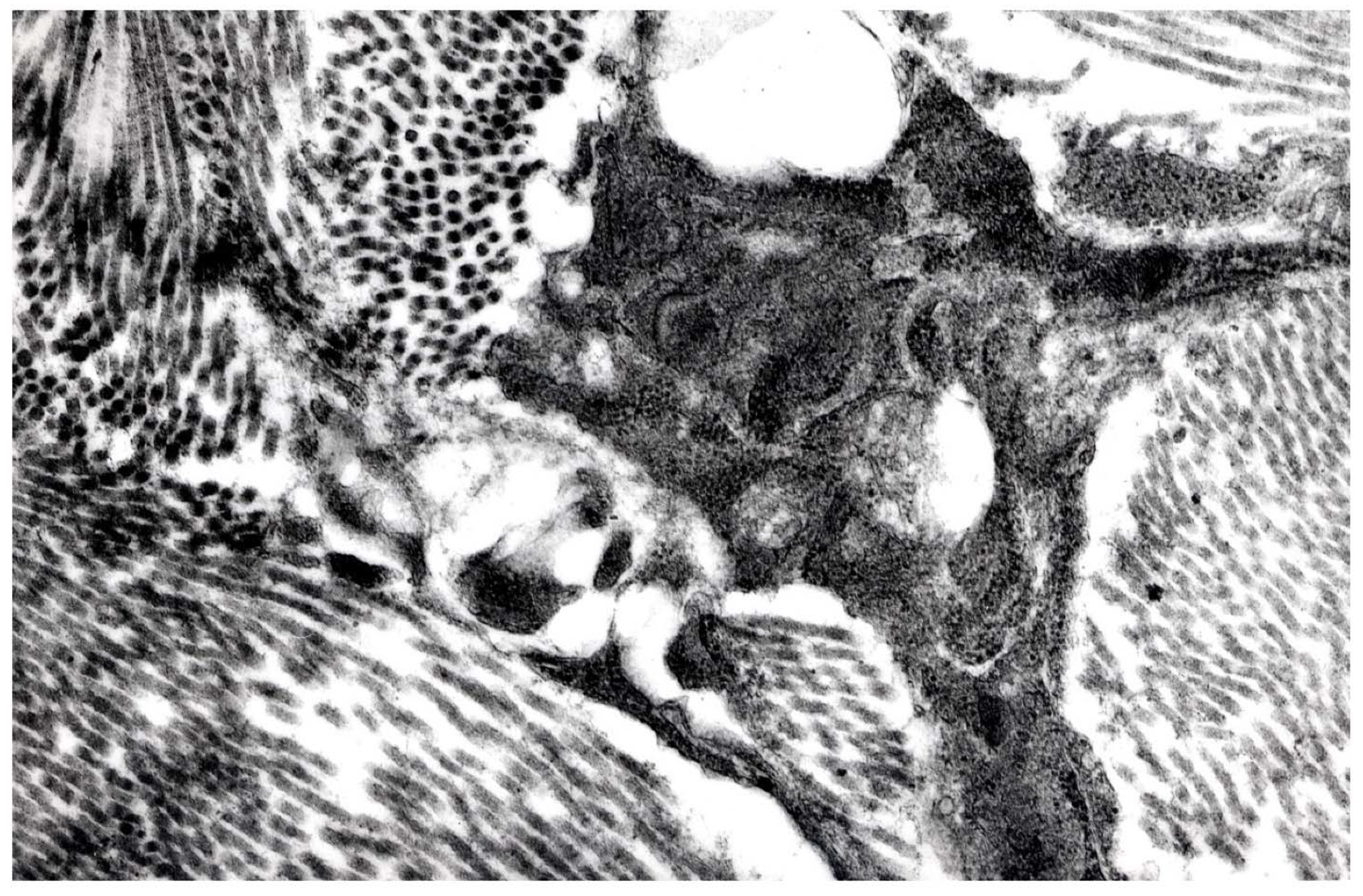 Animals 11 03413 g007