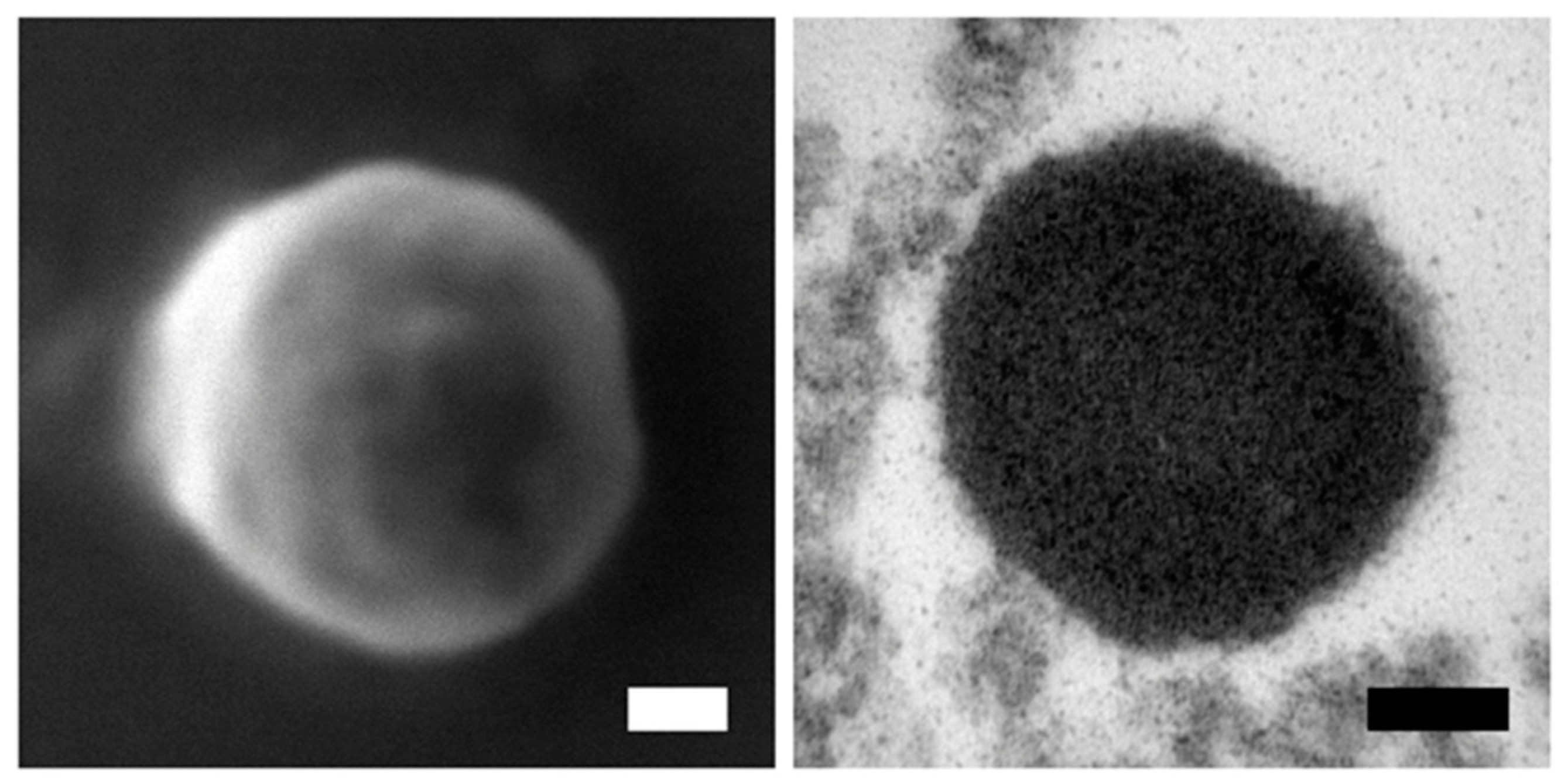 Animals 11 03415 g001