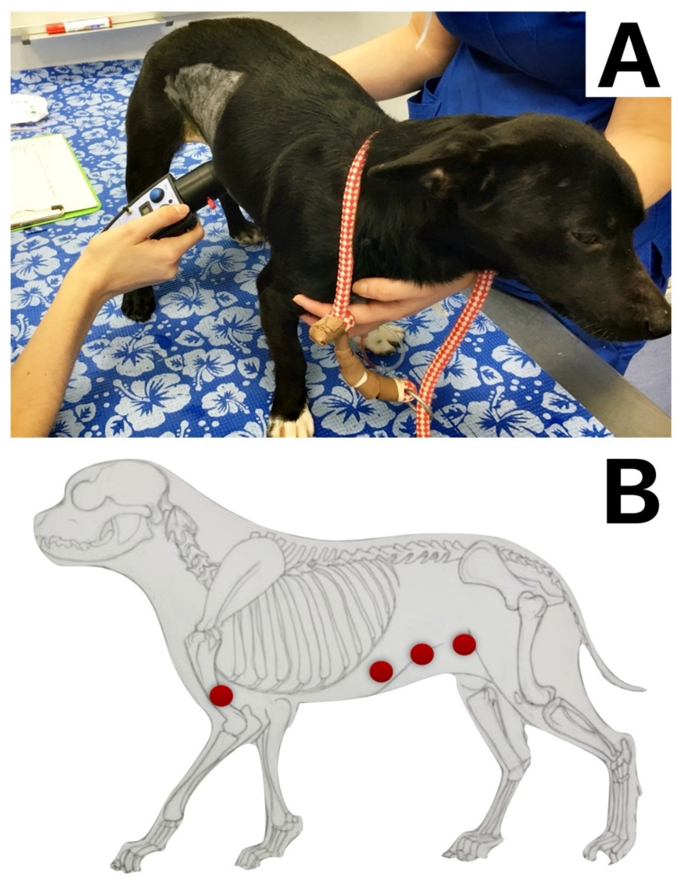 Animals 11 03424 g001