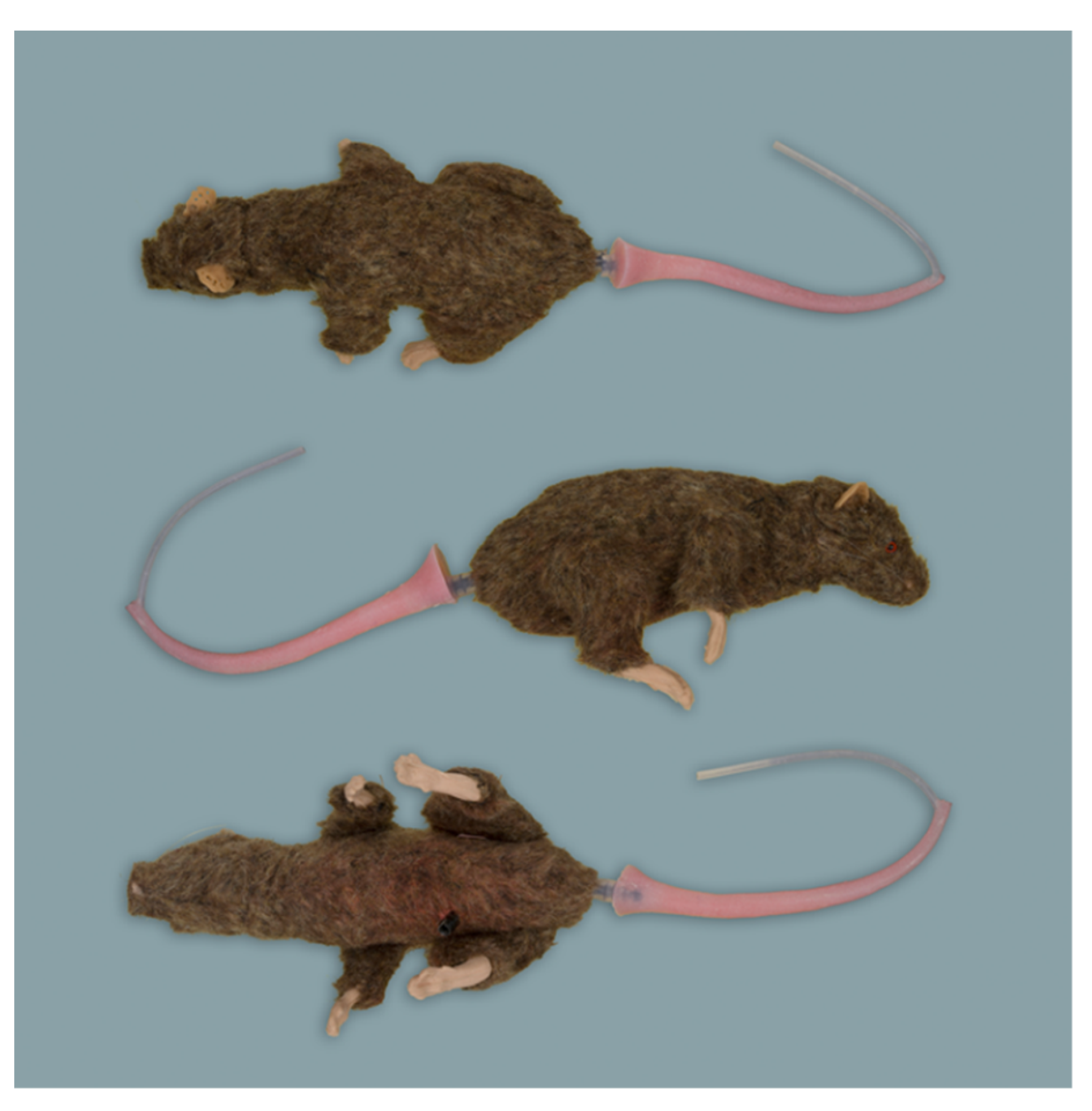 Animals 11 03432 g004