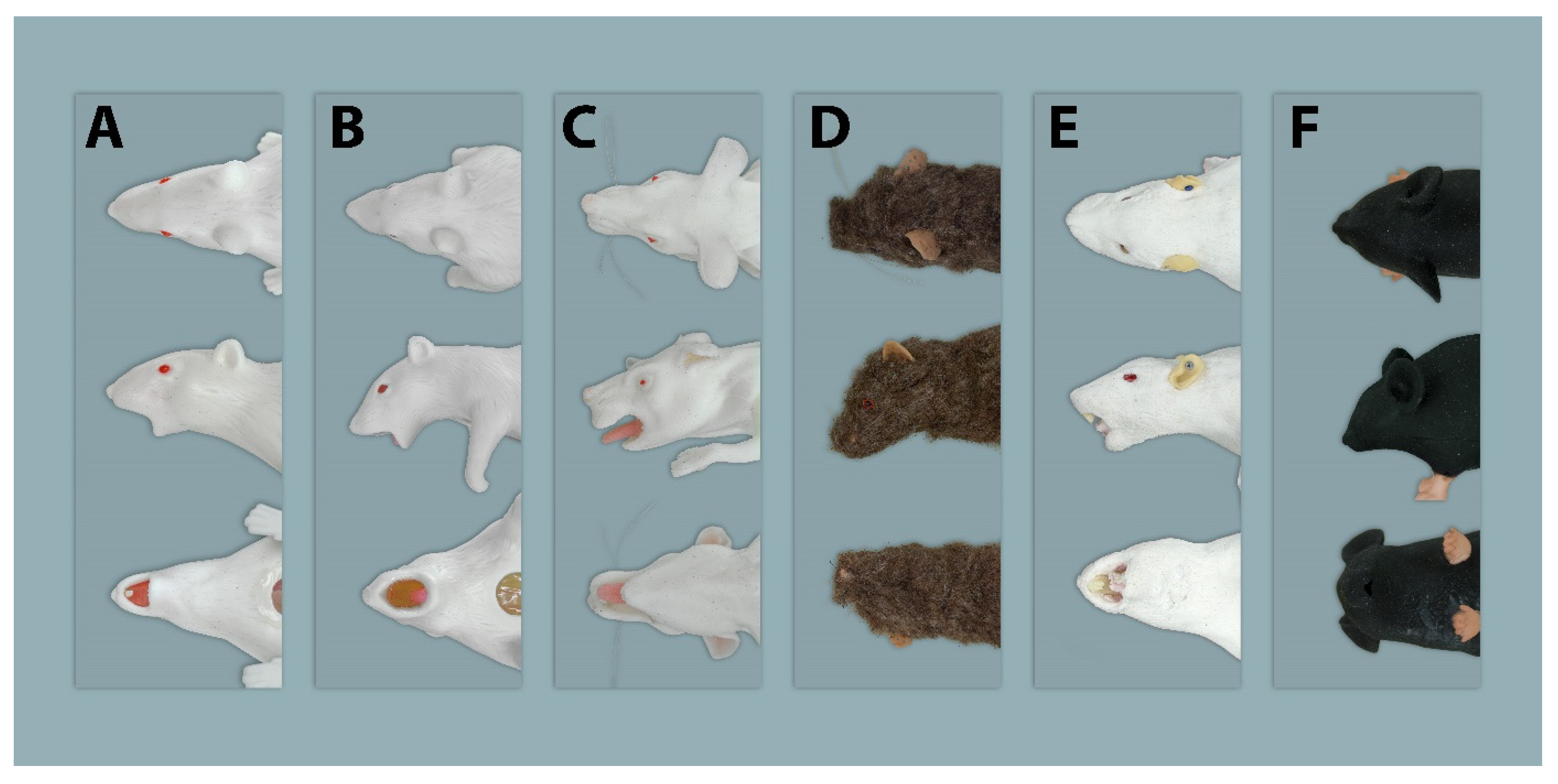 Animals 11 03432 g007