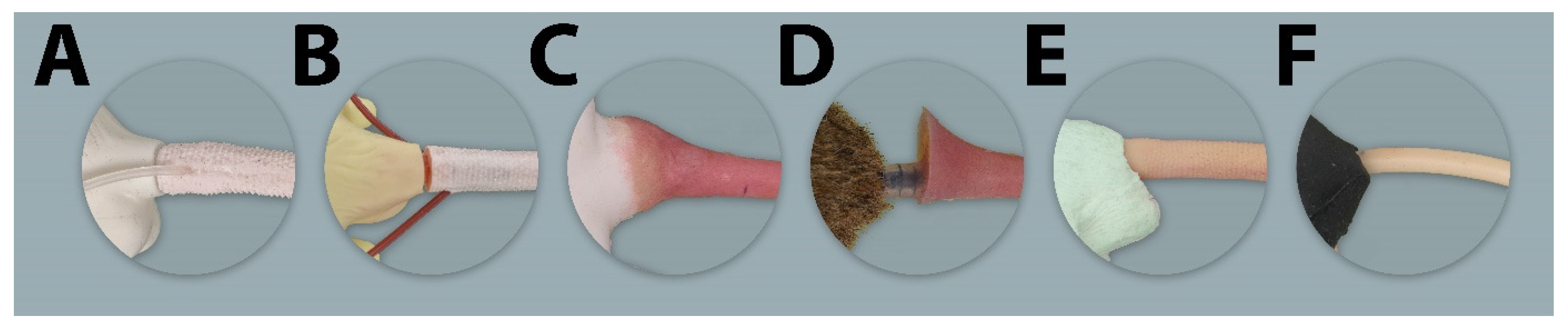 Animals 11 03432 g008