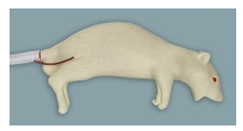 Animals 11 03432 i002 Animals 11 03432 i002