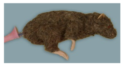 Animals 11 03432 i004 Animals 11 03432 i004