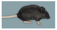 Animals 11 03432 i006 Animals 11 03432 i006