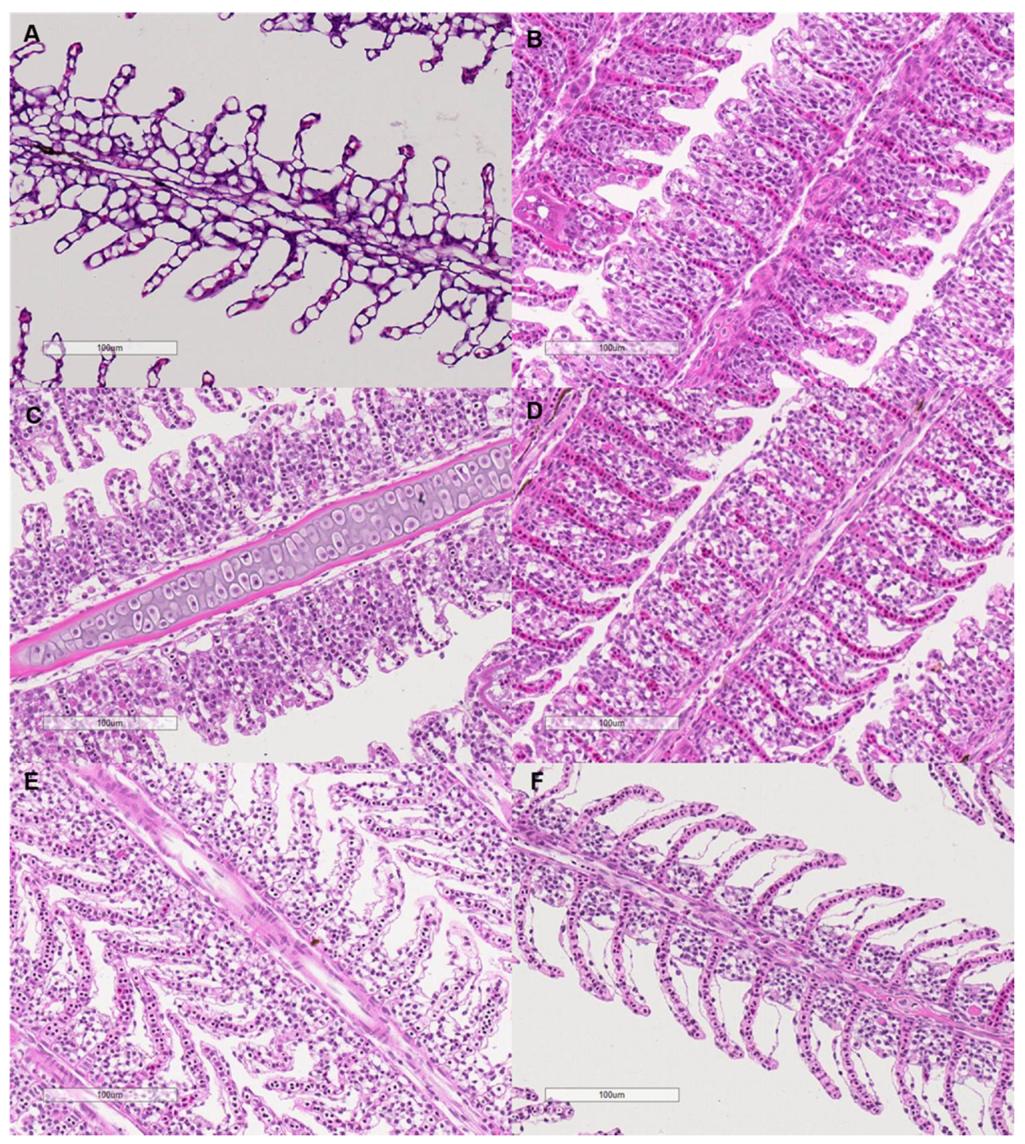 Animals 11 03445 g007