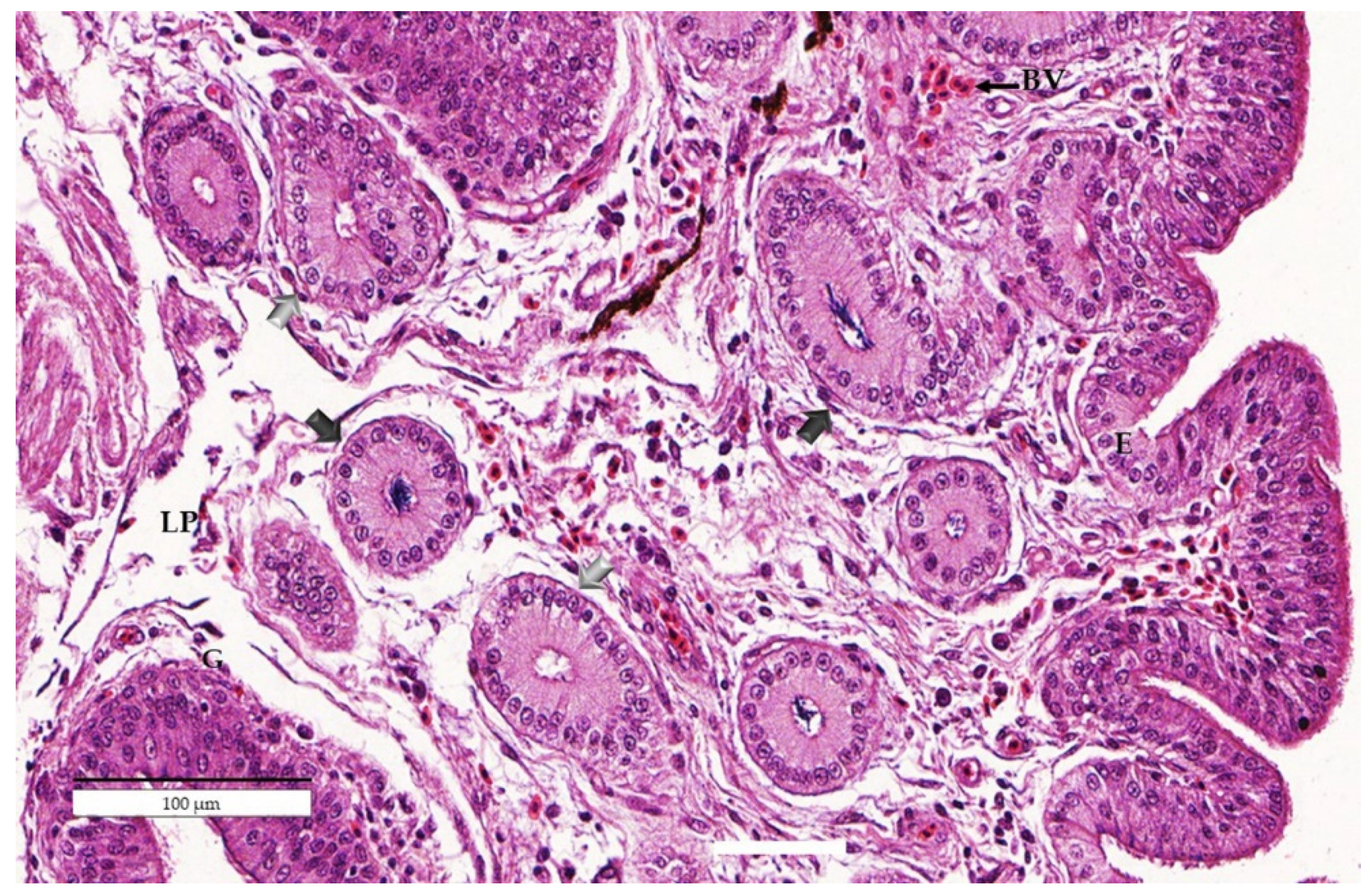 Animals 11 03446 g002