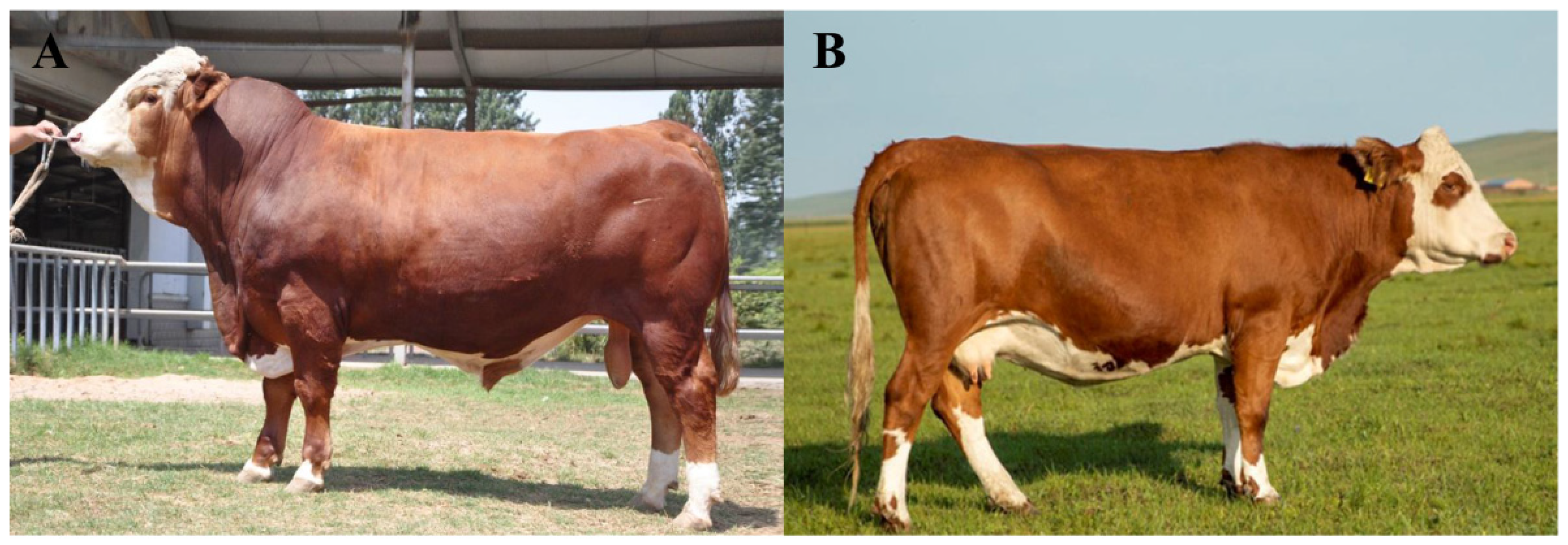 Animals 11 03469 g001