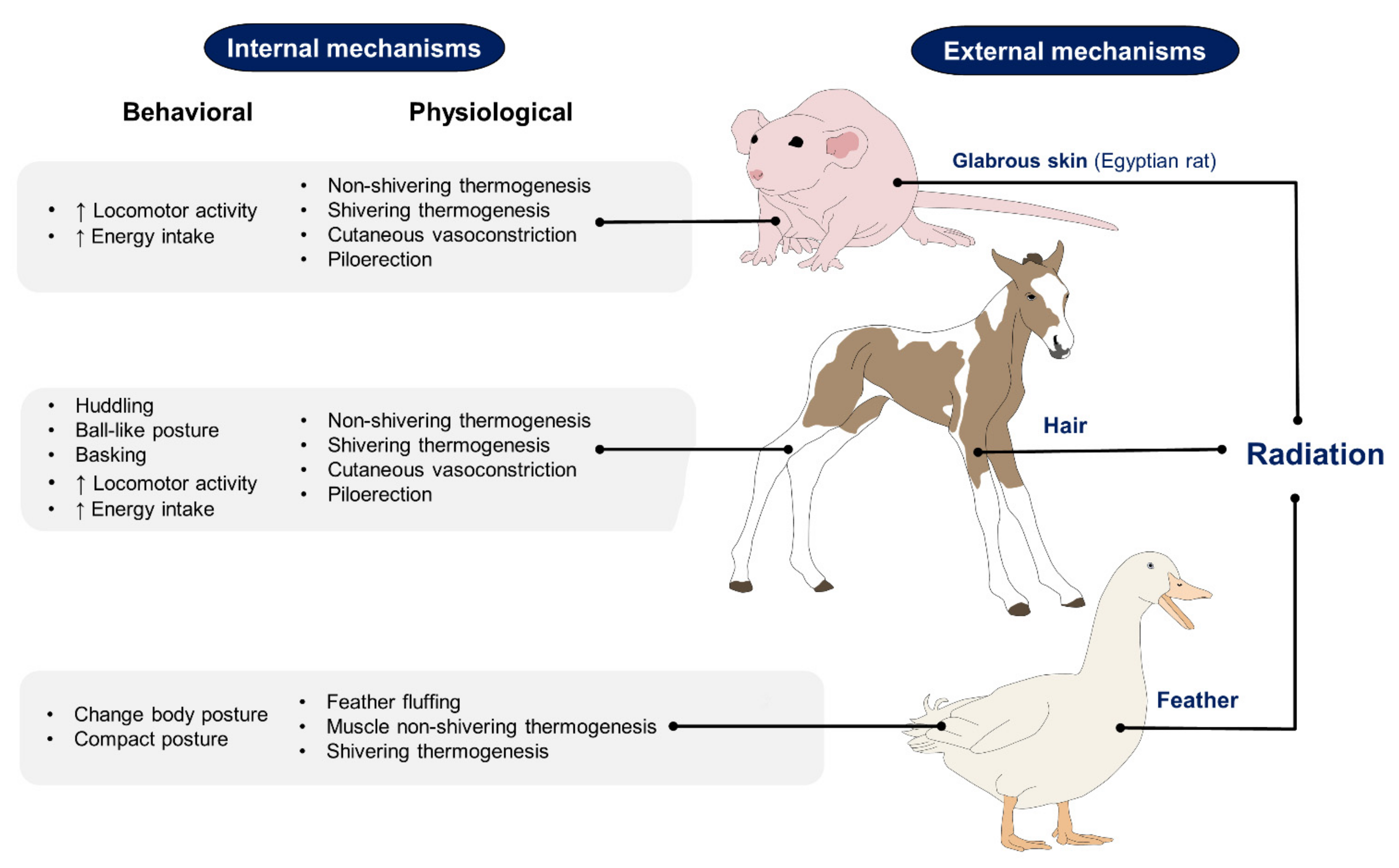 Animals 11 03472 g002