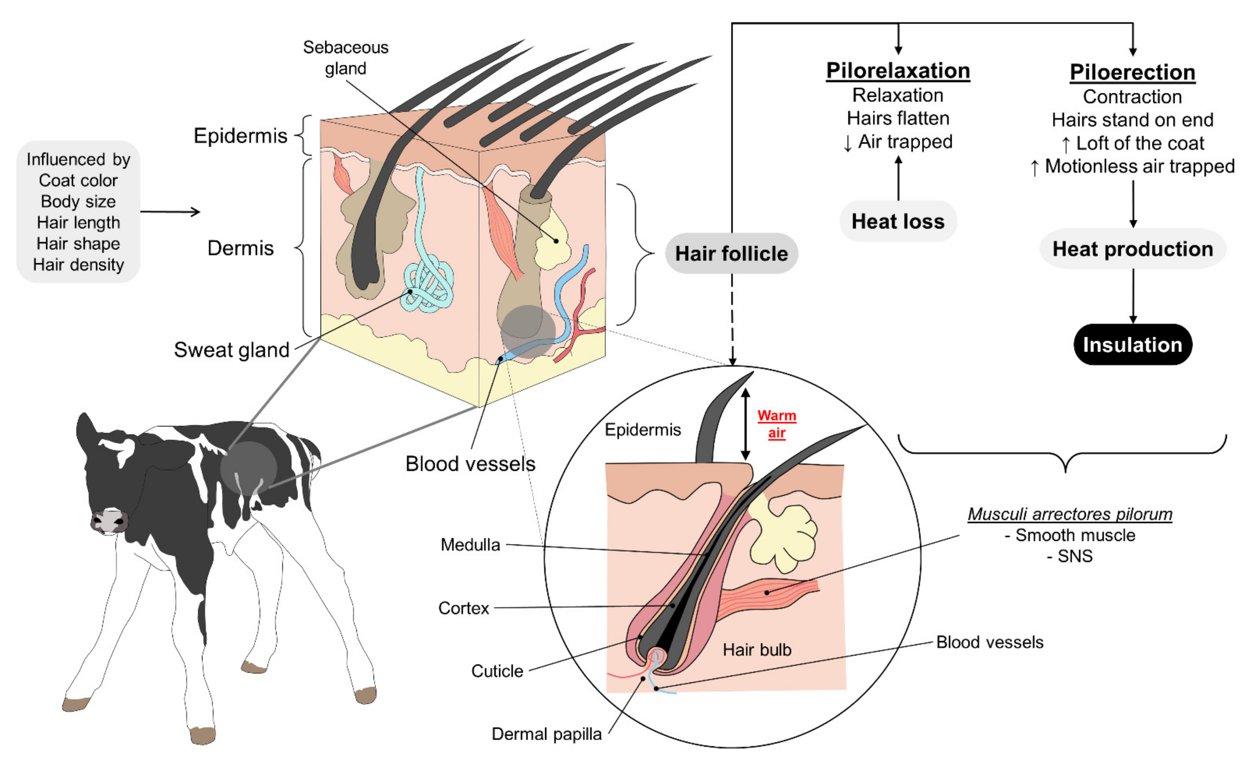 Animals 11 03472 g004