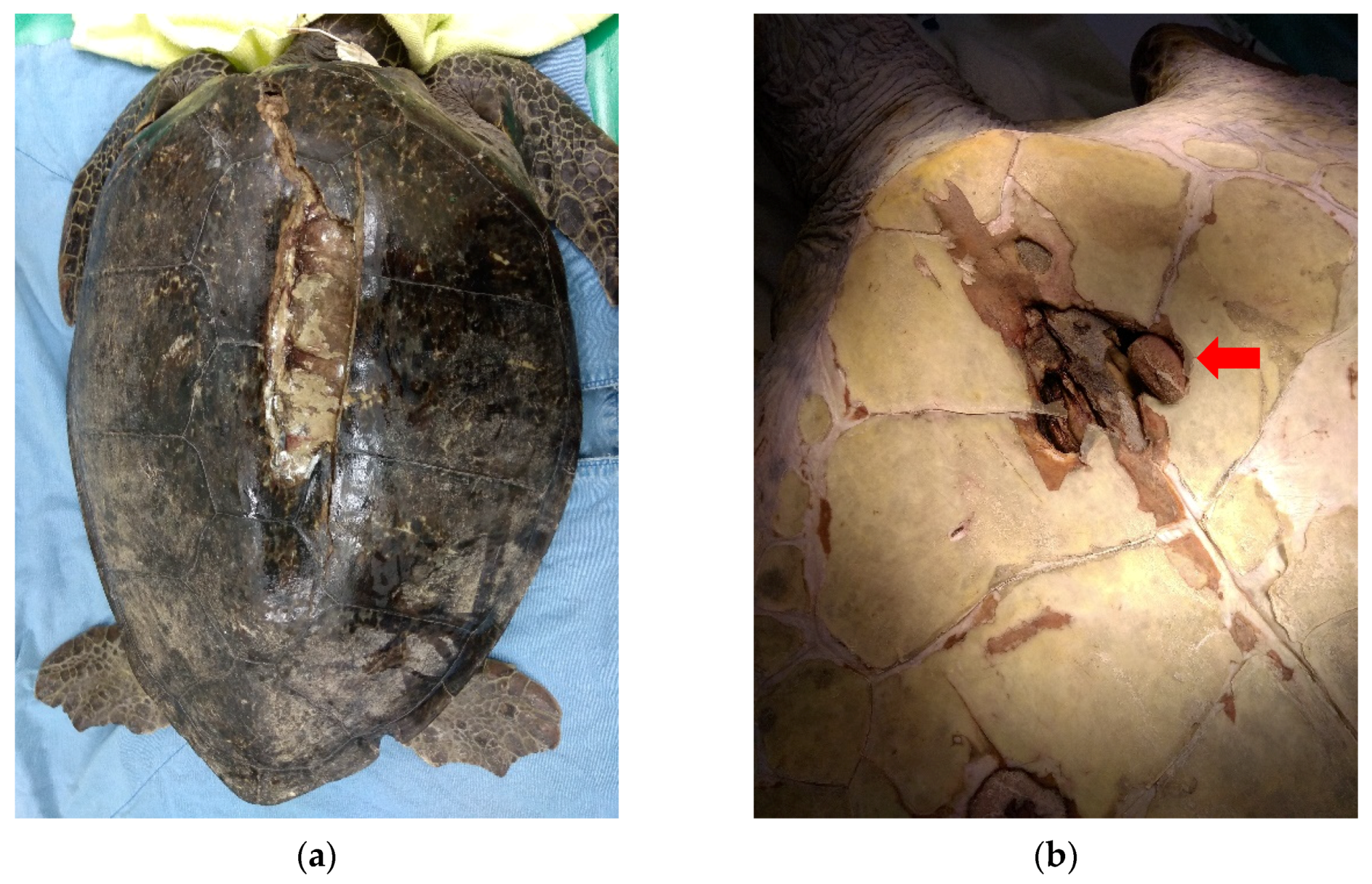 Animals 11 03480 g001