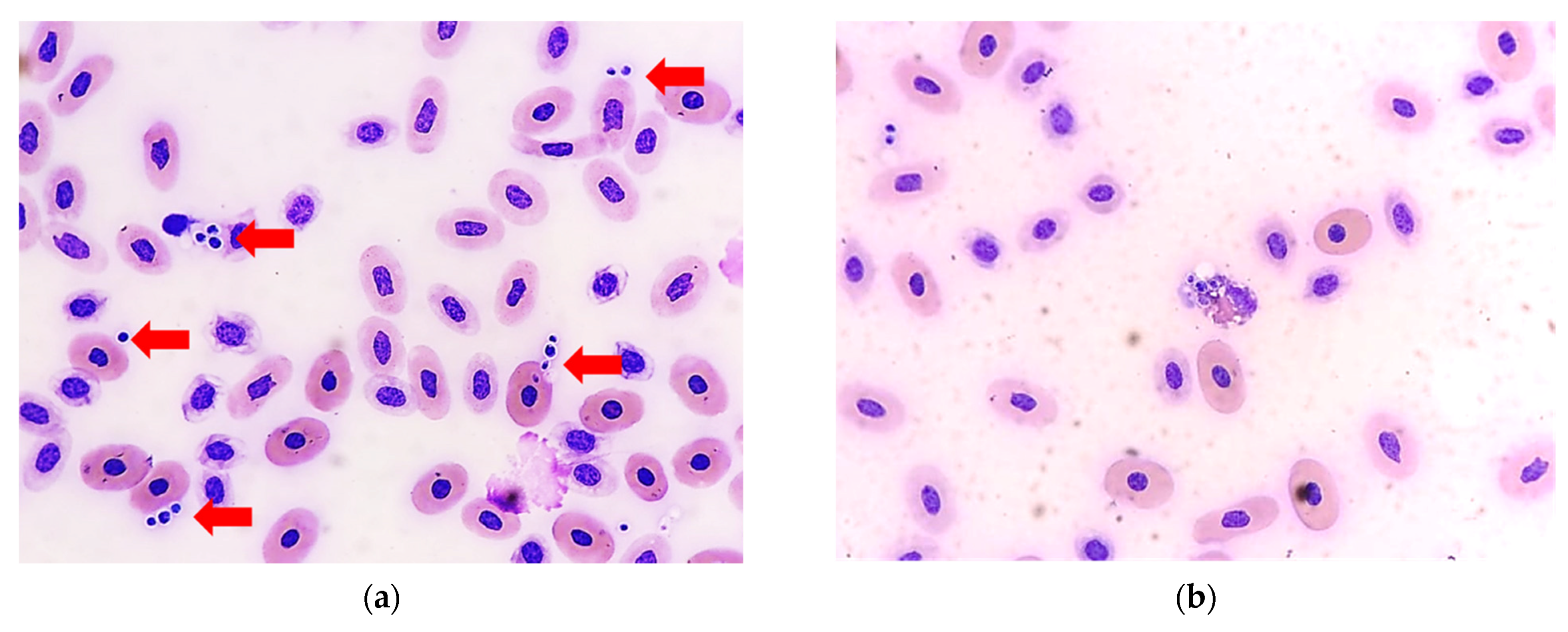 Animals 11 03480 g002