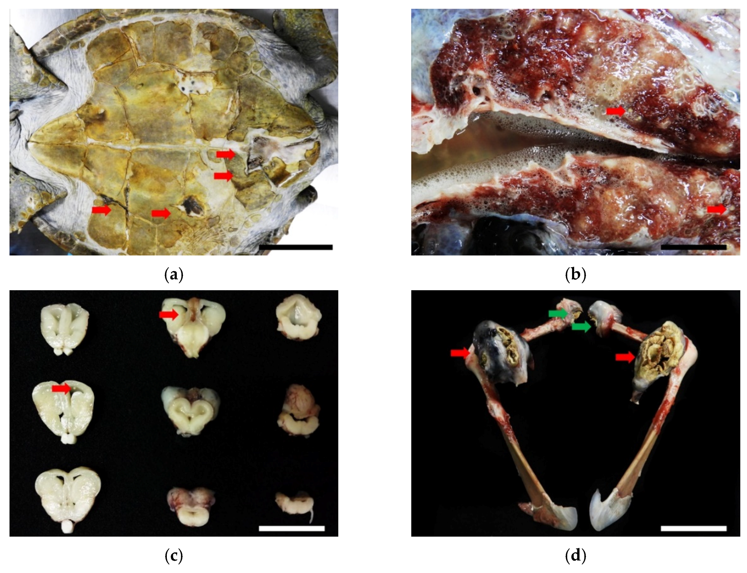 Animals 11 03480 g006a