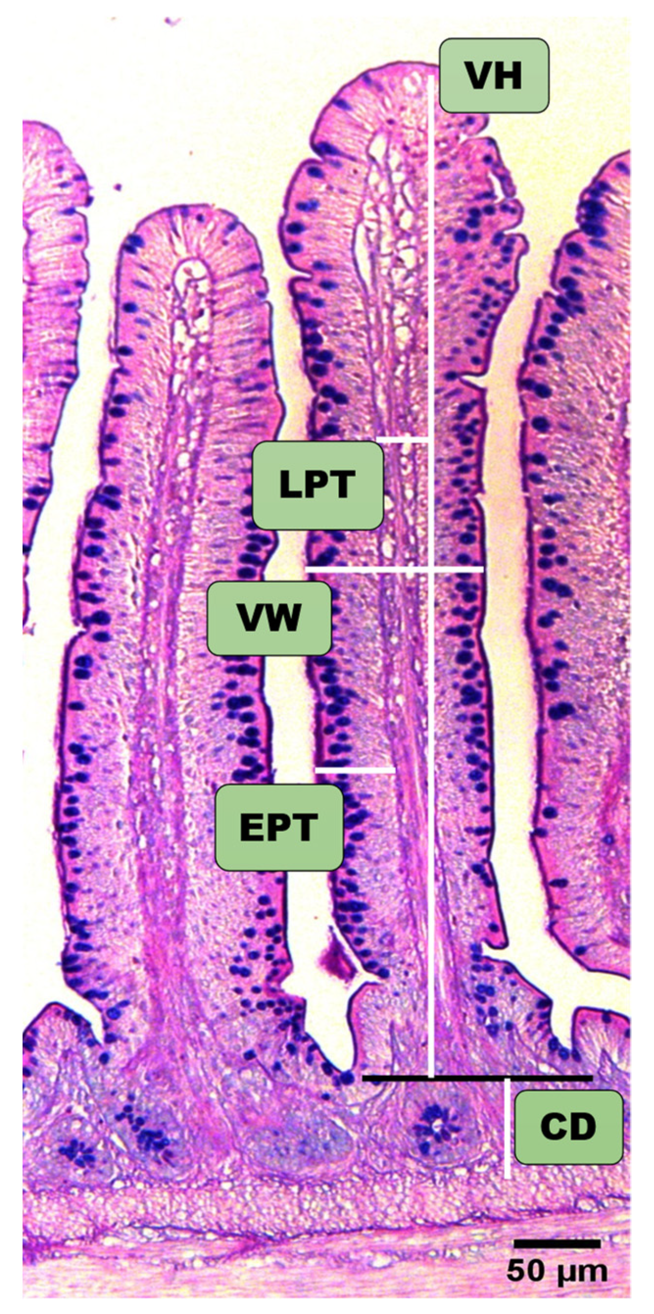 Animals 11 03498 g002
